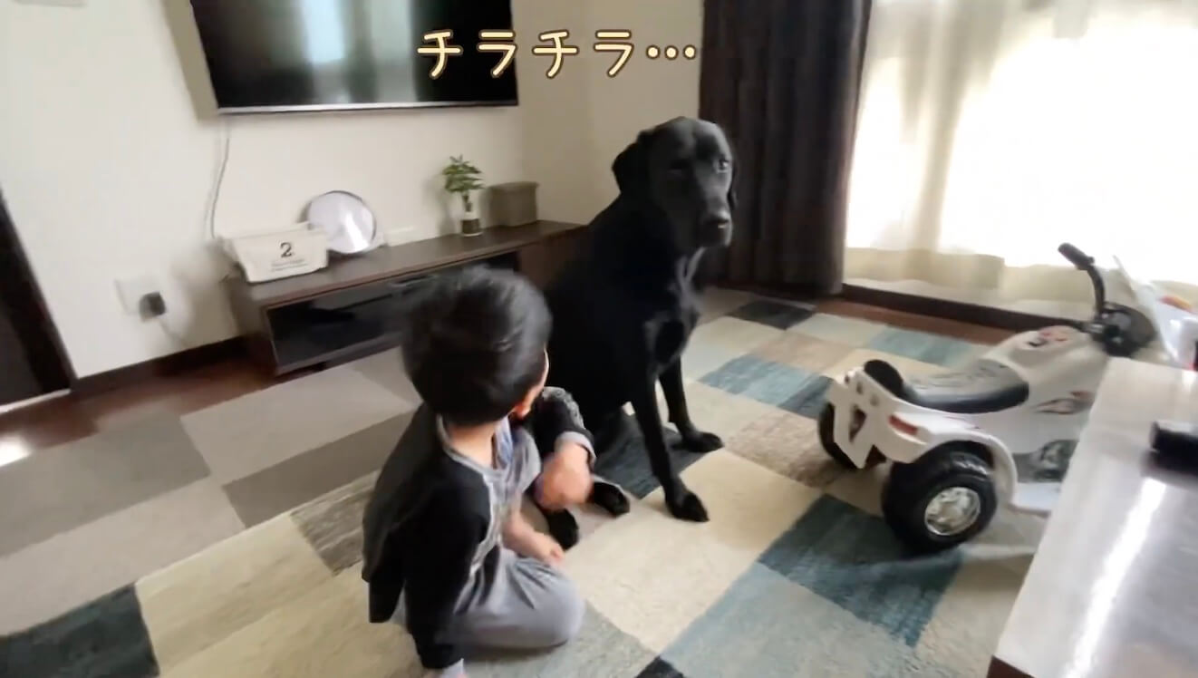 ラブラドールレトリーバー,動画