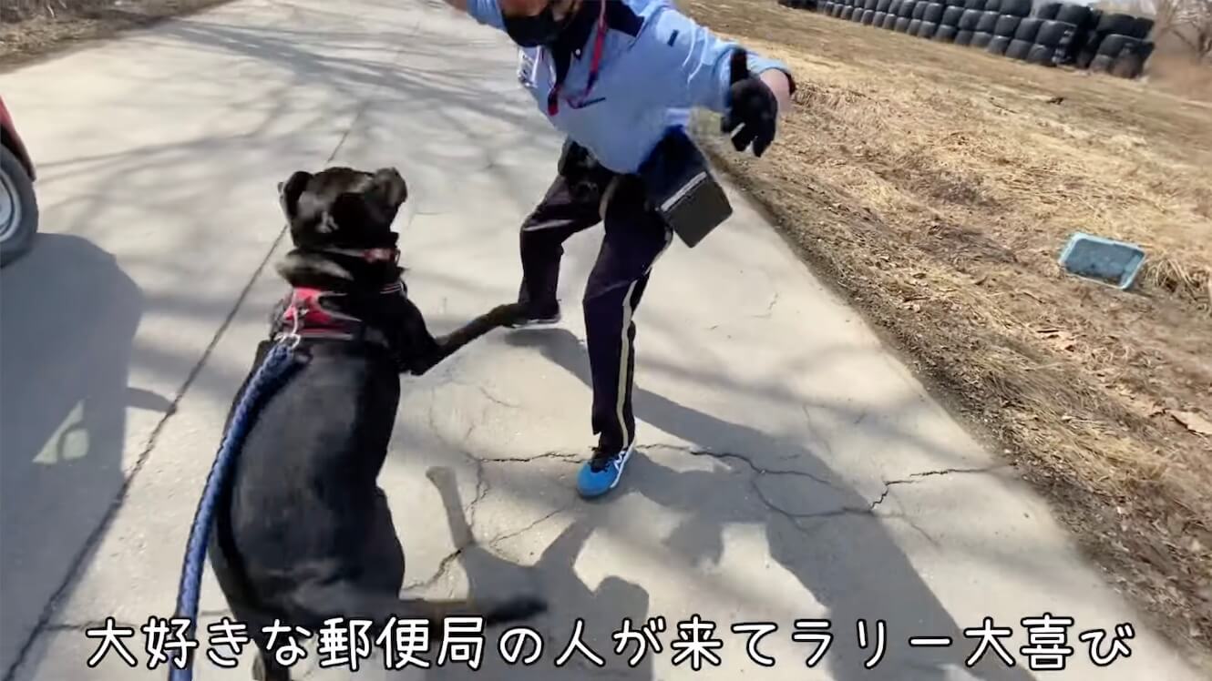 ラブラドールレトリーバー,動画