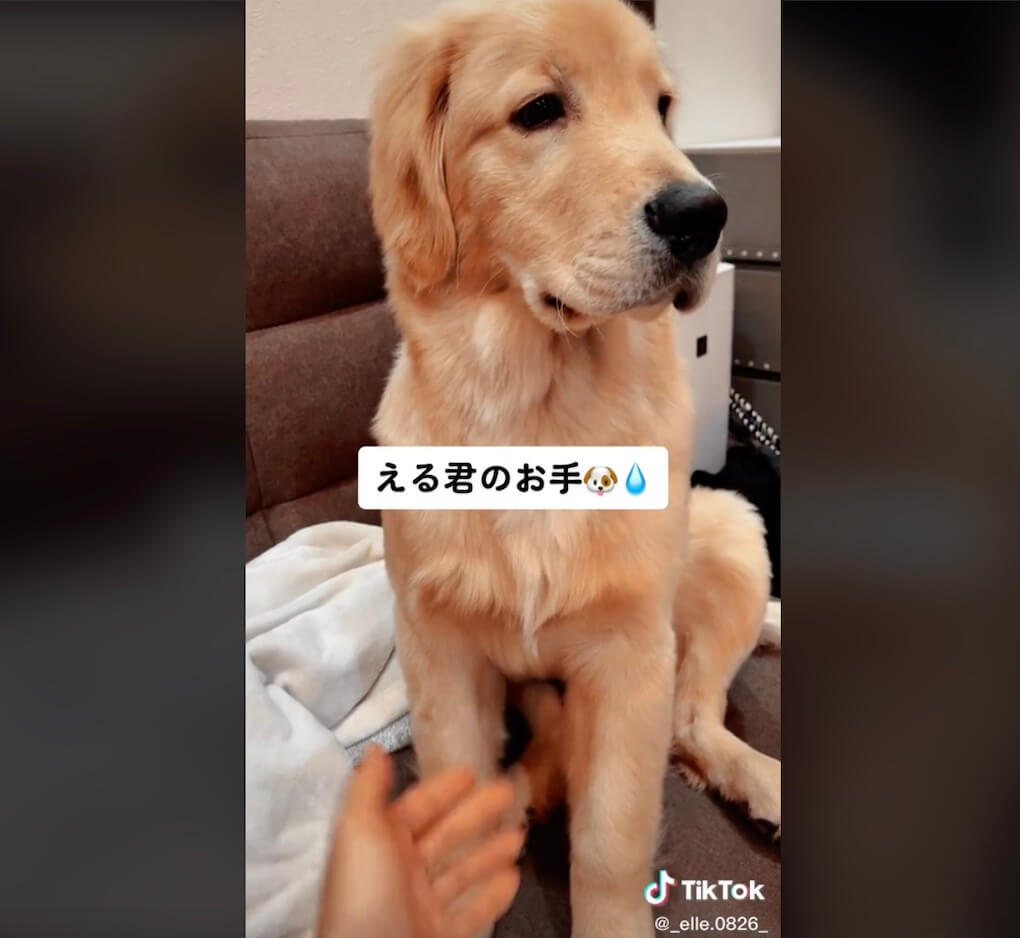 ゴールデンレトリーバー,動画