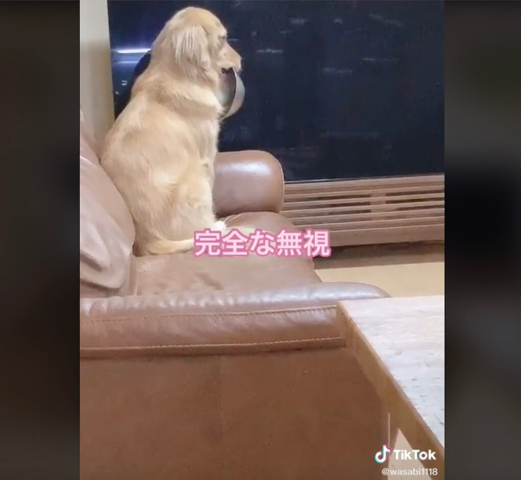 ゴールデンレトリーバー,動画