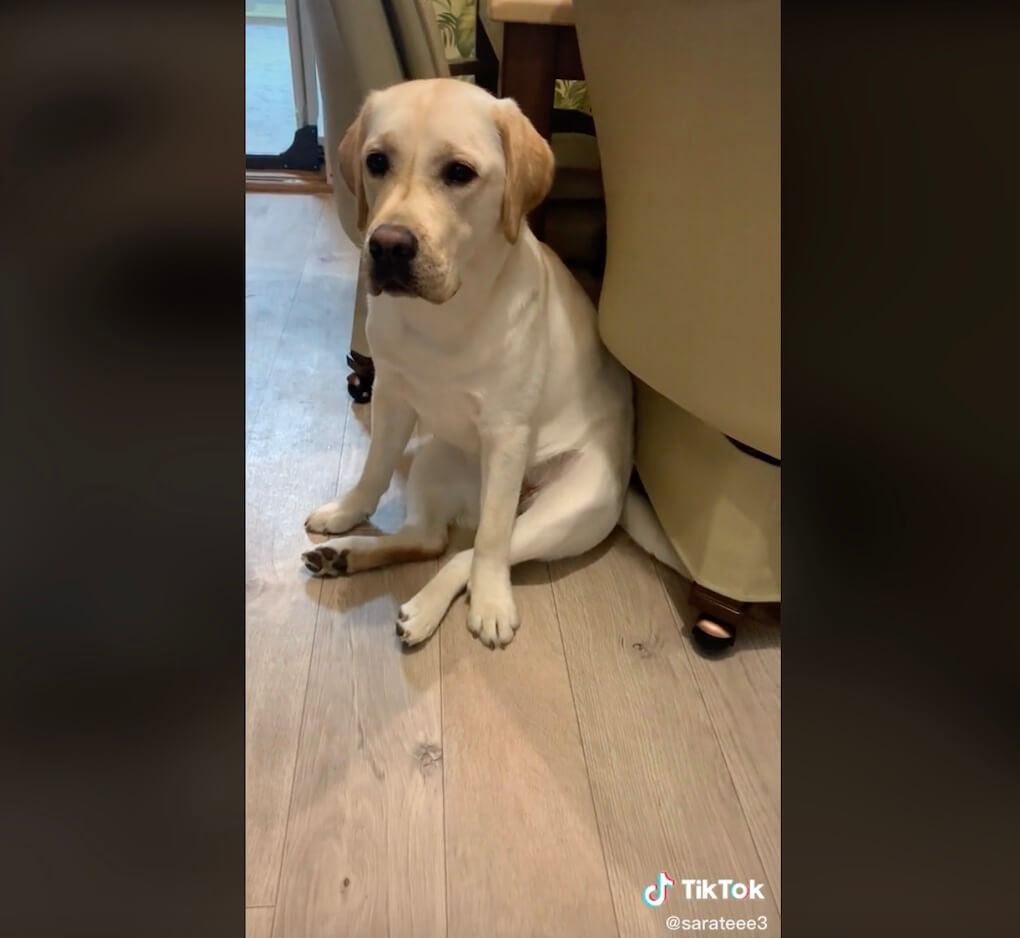 ラブラドールレトリーバー,動画