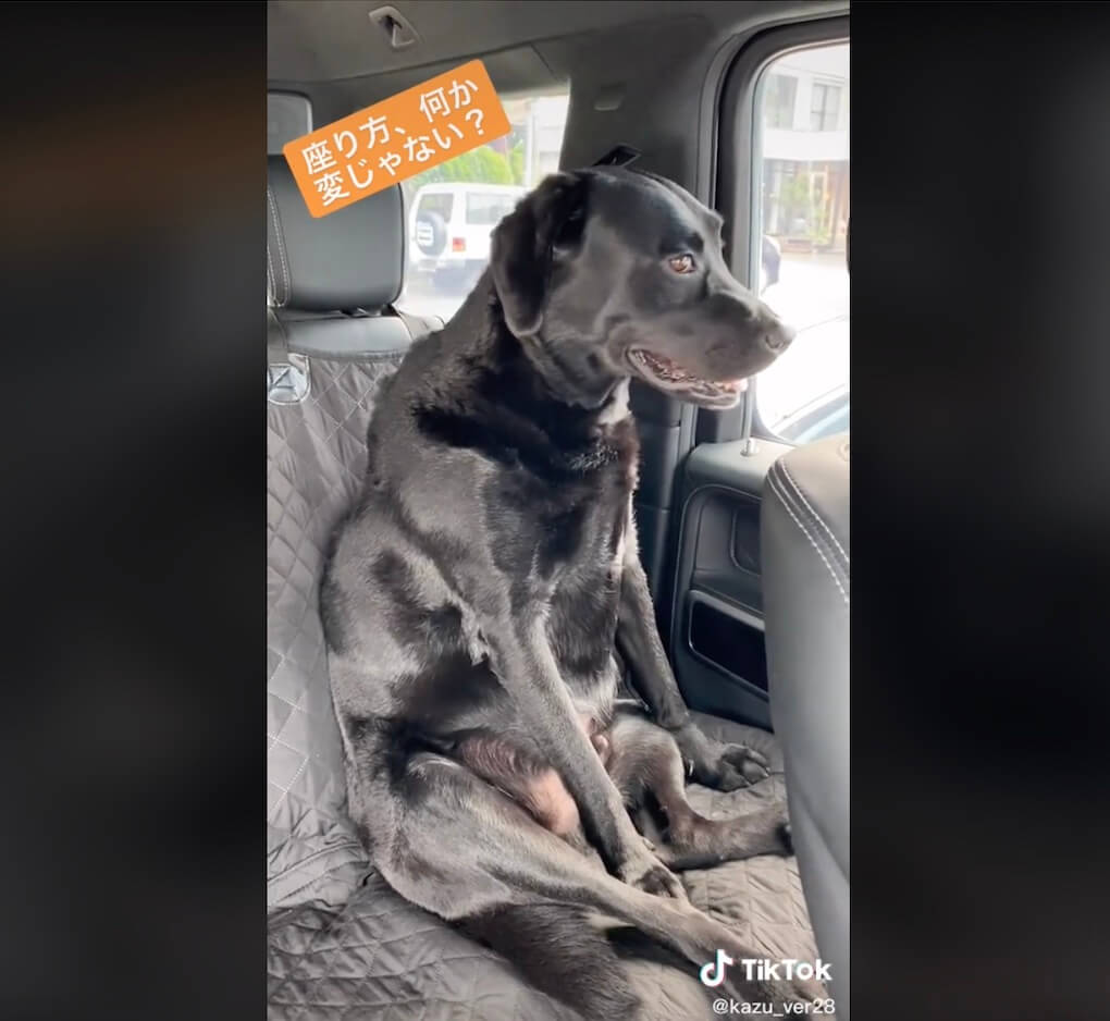 ラブラドールレトリーバー,動画