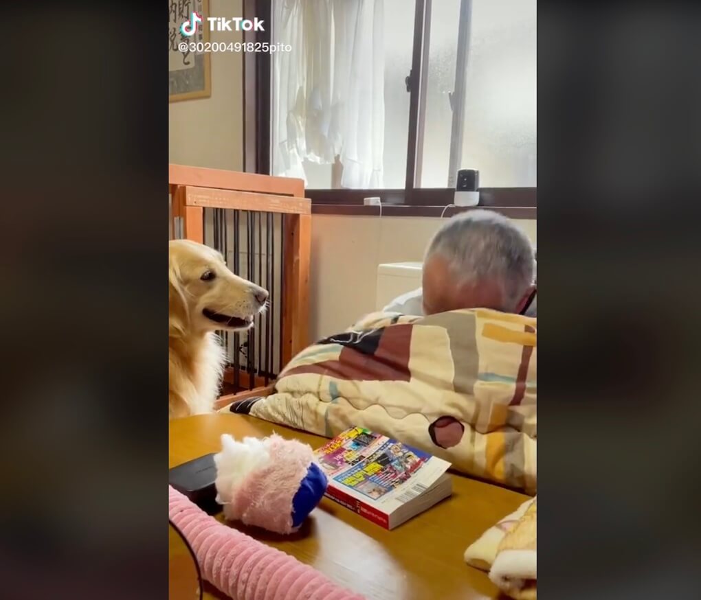 ゴールデンレトリーバー,動画