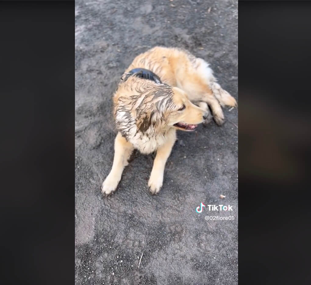 ゴールデンレトリーバー,動画