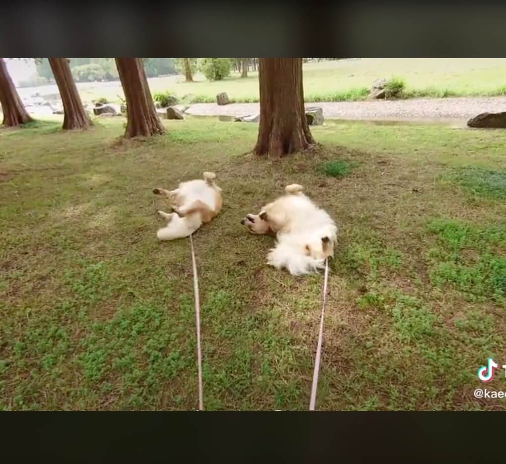 ゴールデンレトリーバー,動画