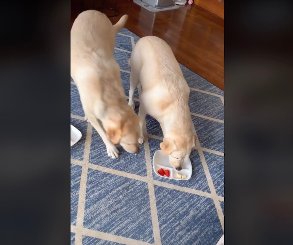 ラブラドールレトリーバー,動画