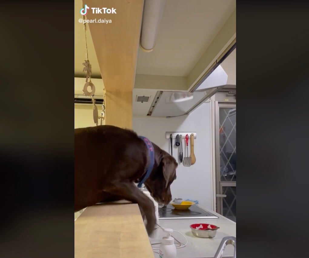 ラブラドールレトリーバー,動画