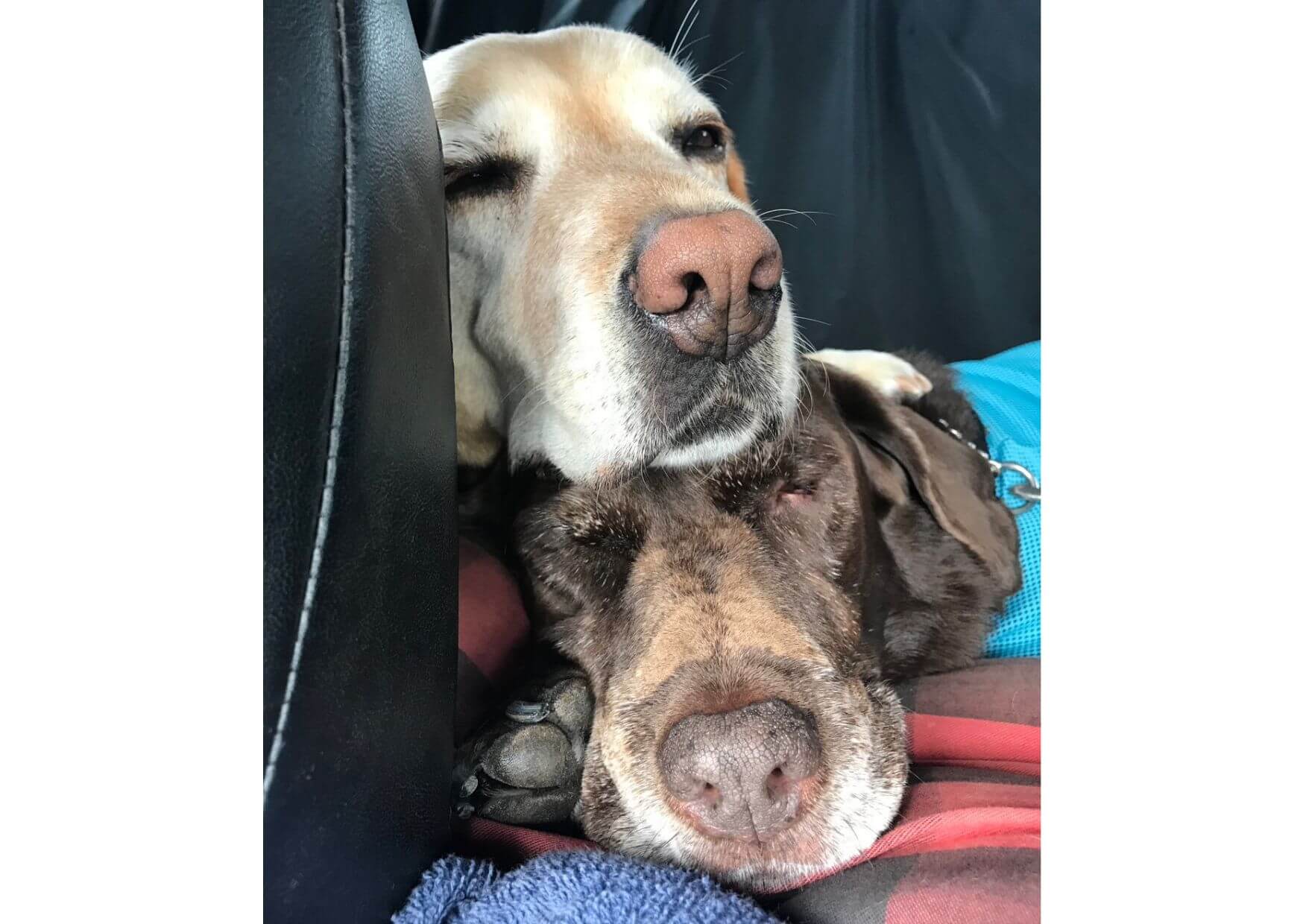 チョコラブとイエローラブ