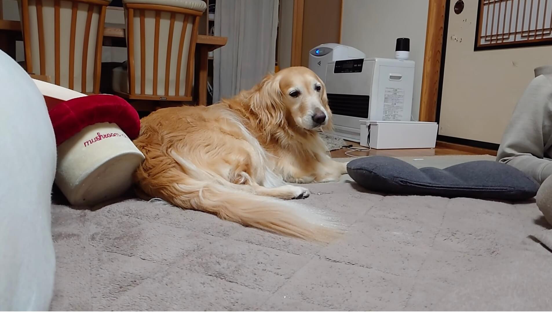 ゴールデンレトリーバー,動画