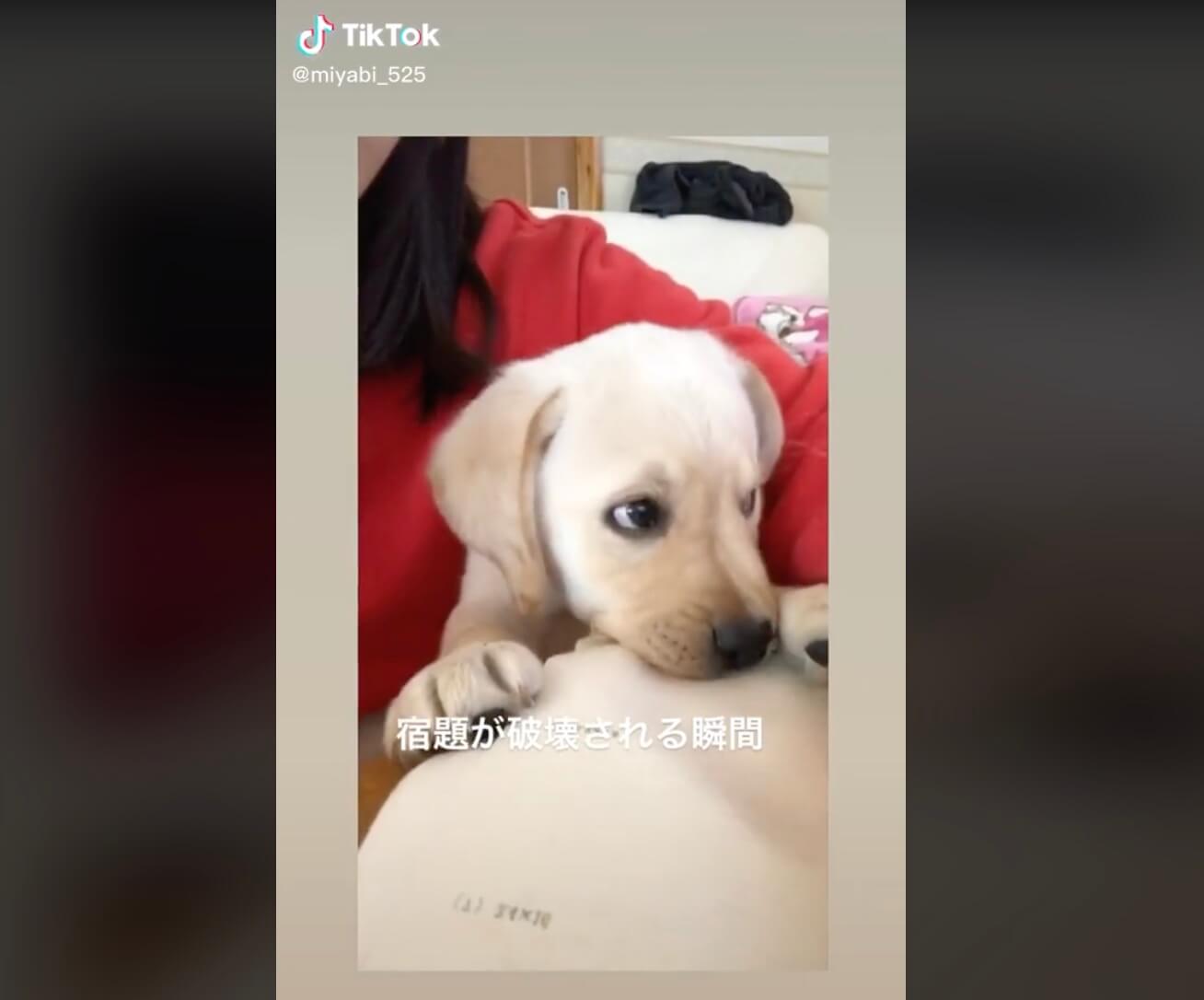 ラブラドールレトリーバー,動画