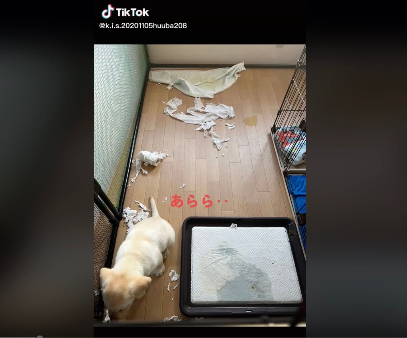 ラブラドールレトリーバー,動画