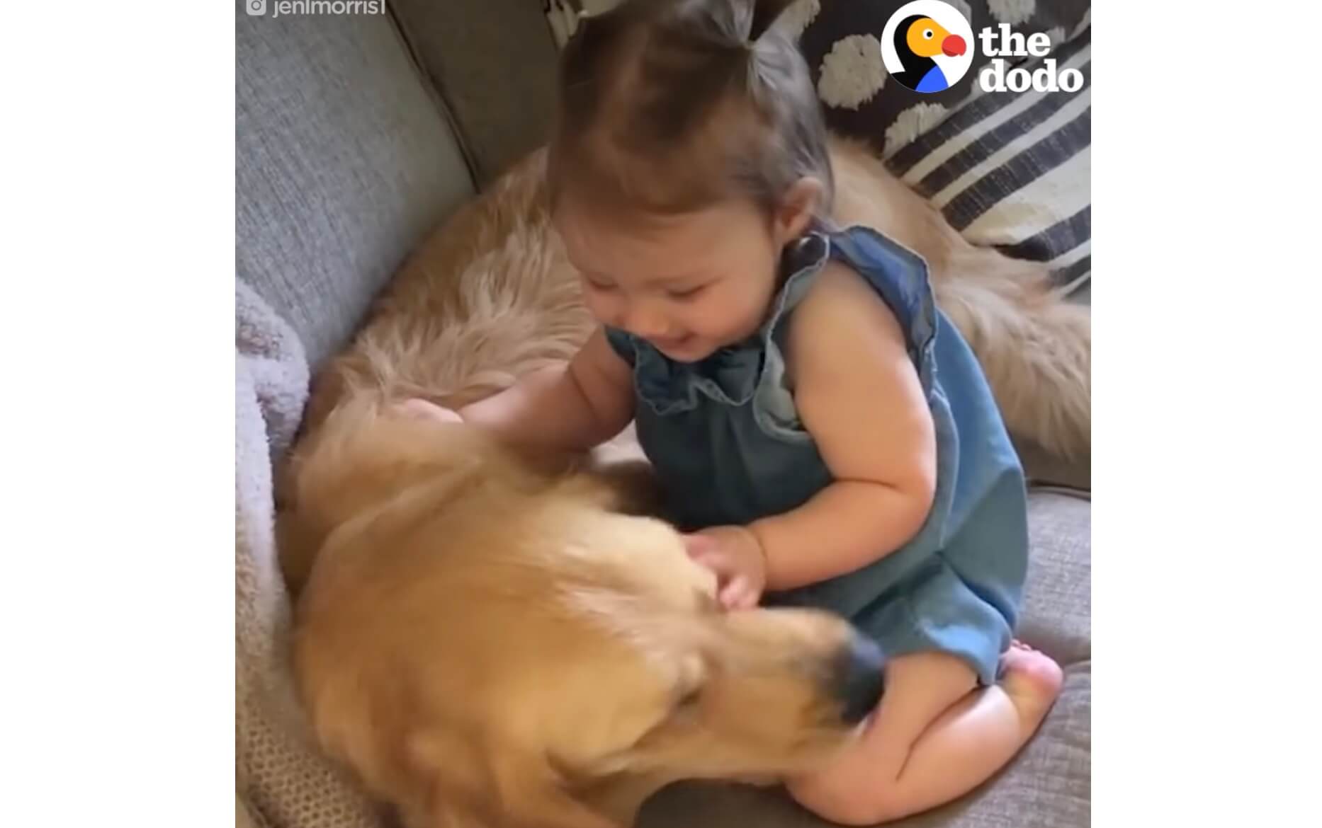 ゴールデンレトリーバー,動画