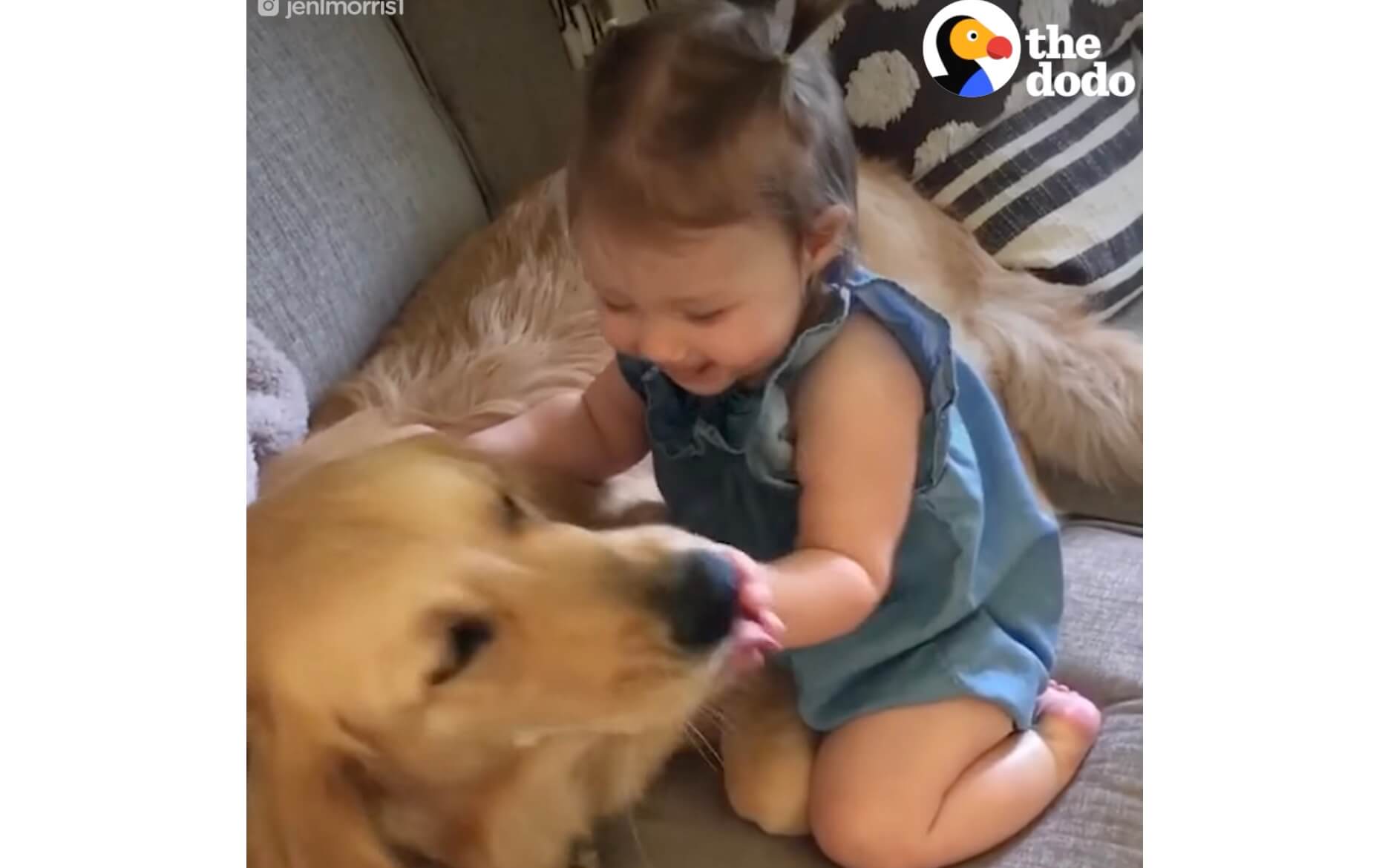 ゴールデンレトリーバー,動画