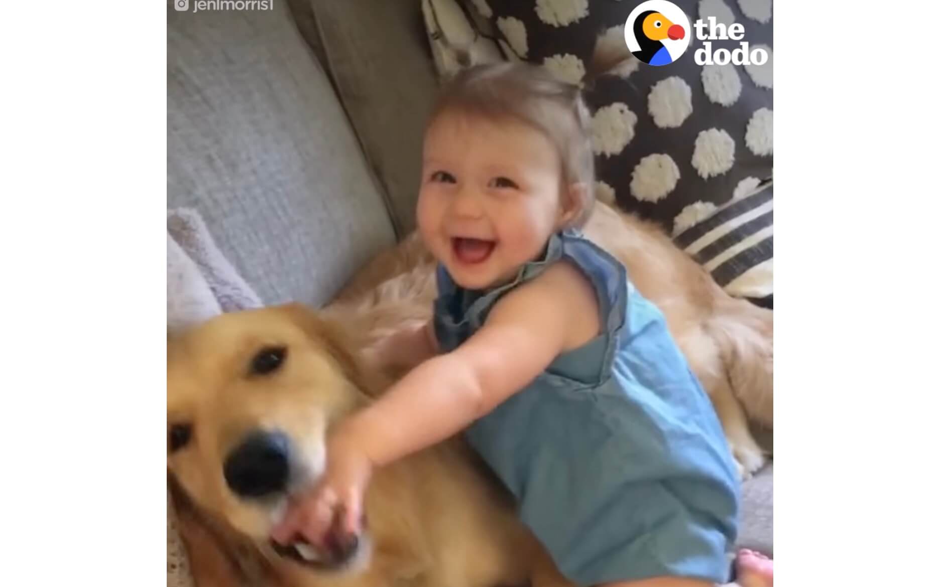 ゴールデンレトリーバー,動画