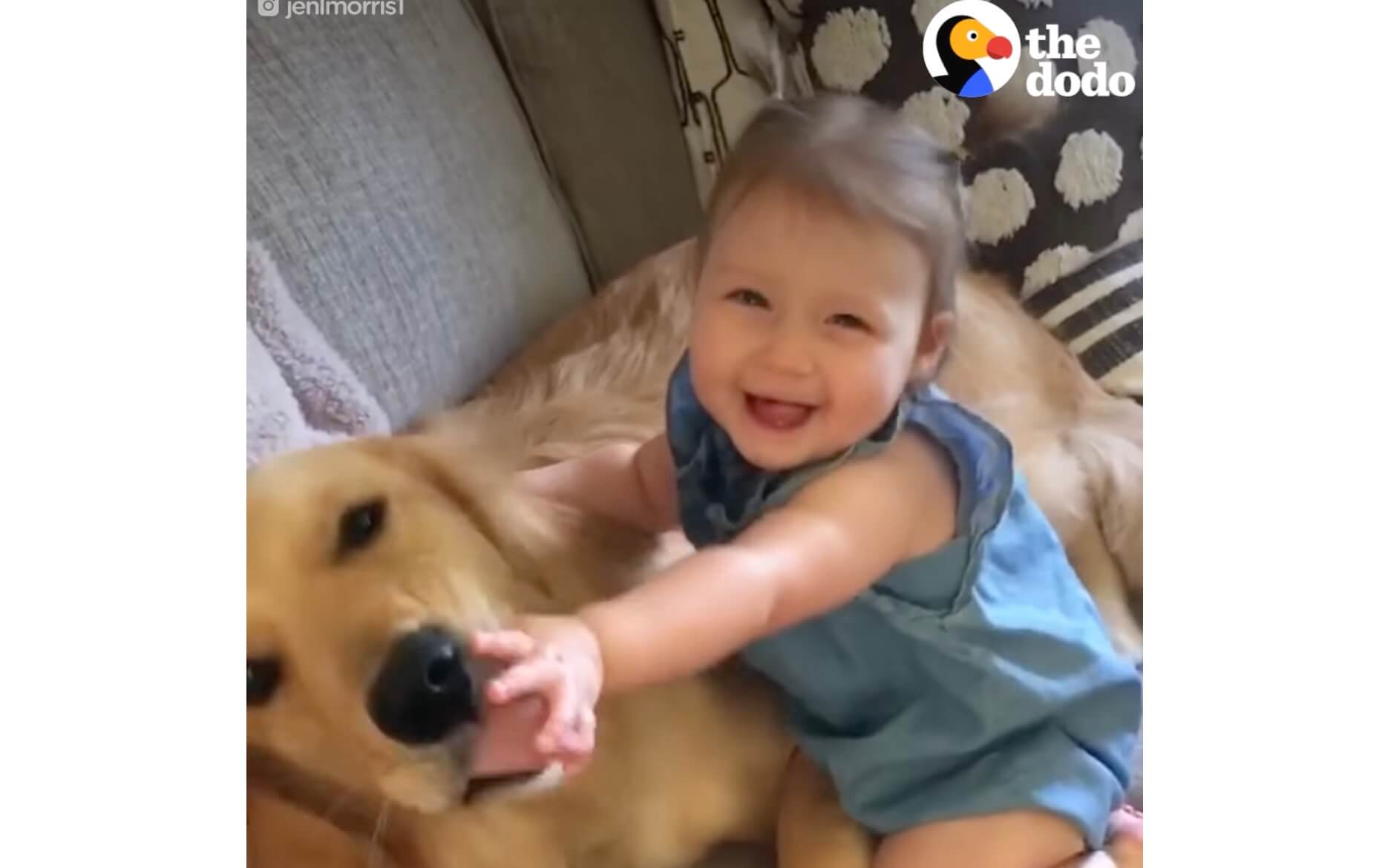 ゴールデンレトリーバー,動画