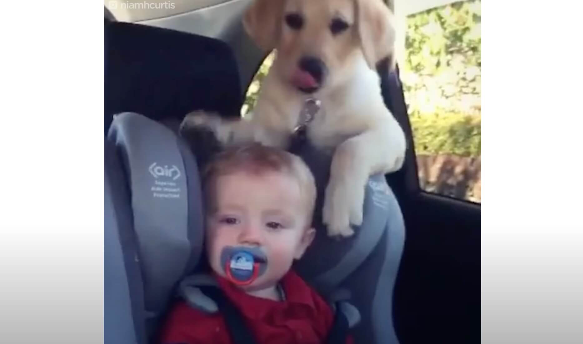 ラブラドールレトリーバー,動画