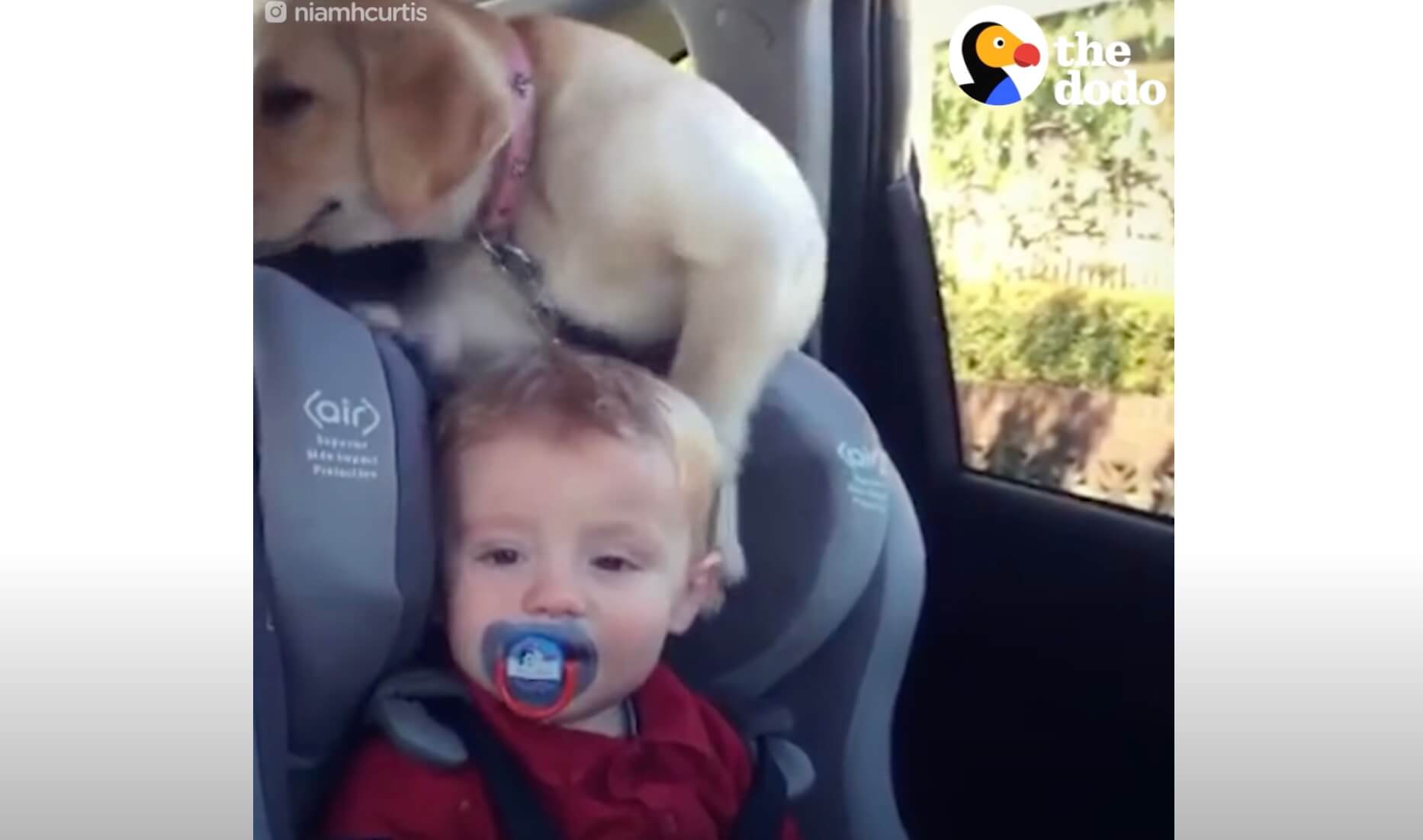 ラブラドールレトリーバー,動画