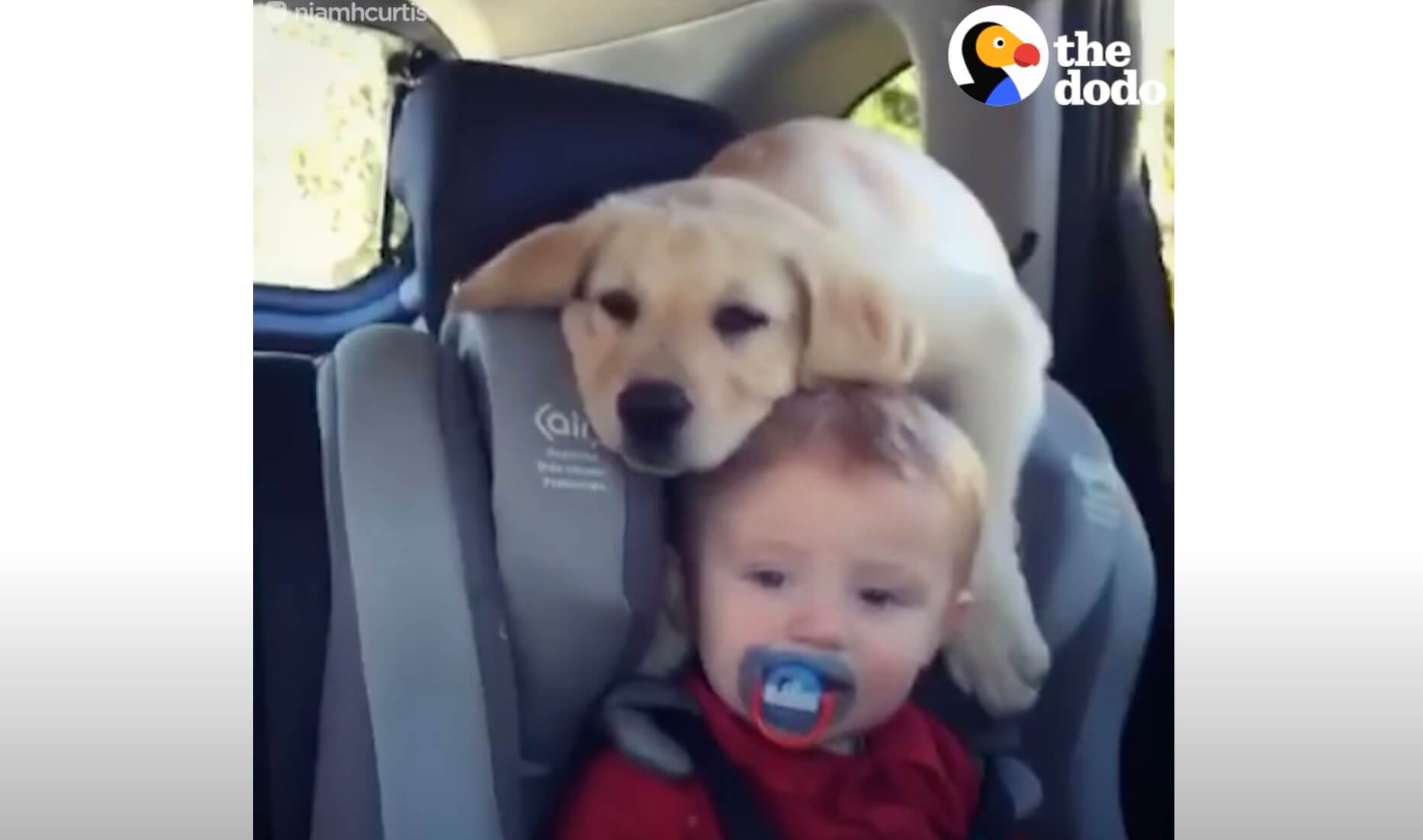 ラブラドールレトリーバー,動画