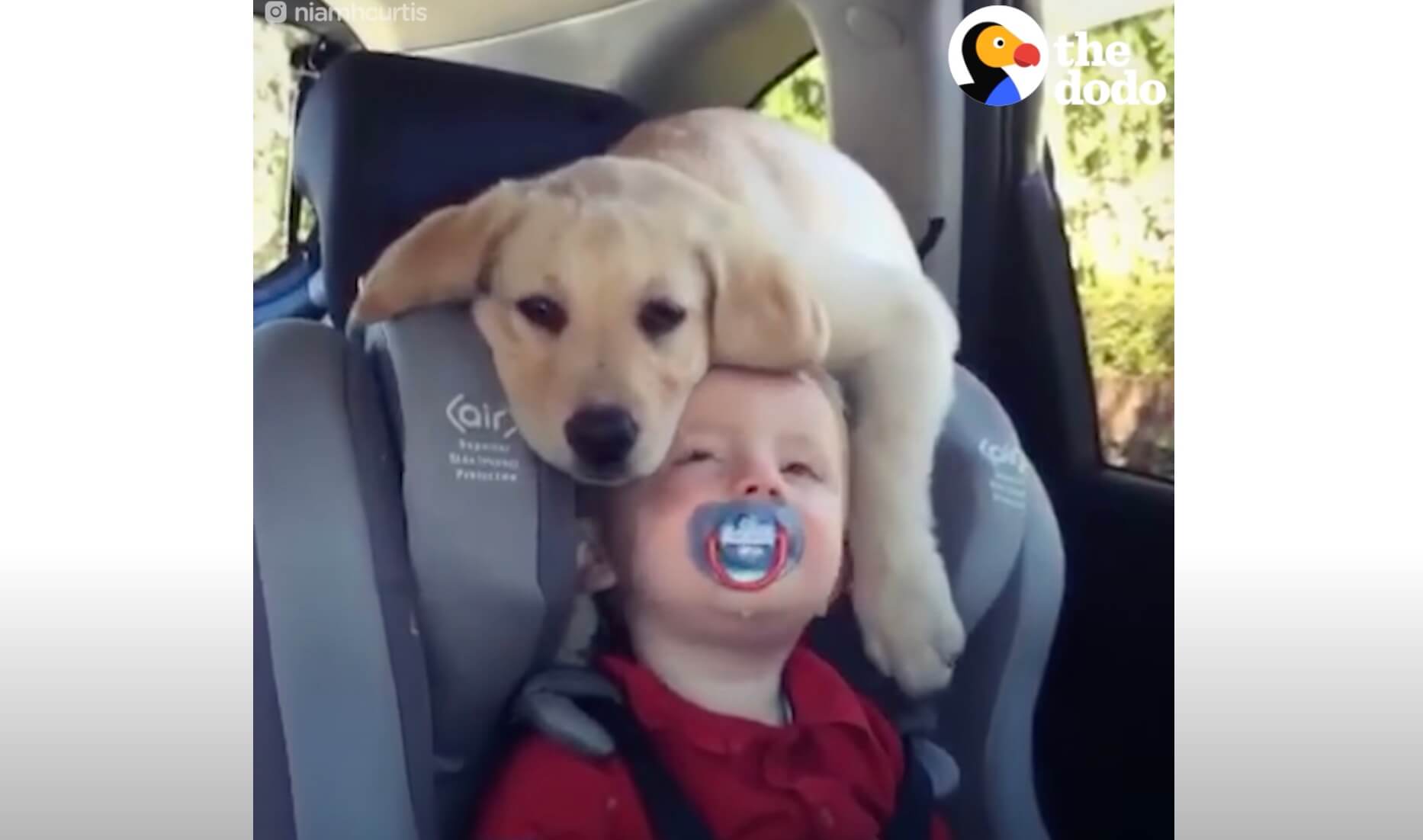 ラブラドールレトリーバー,動画