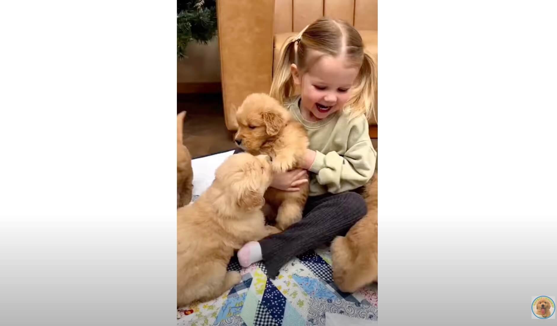 ゴールデンレトリーバー,動画