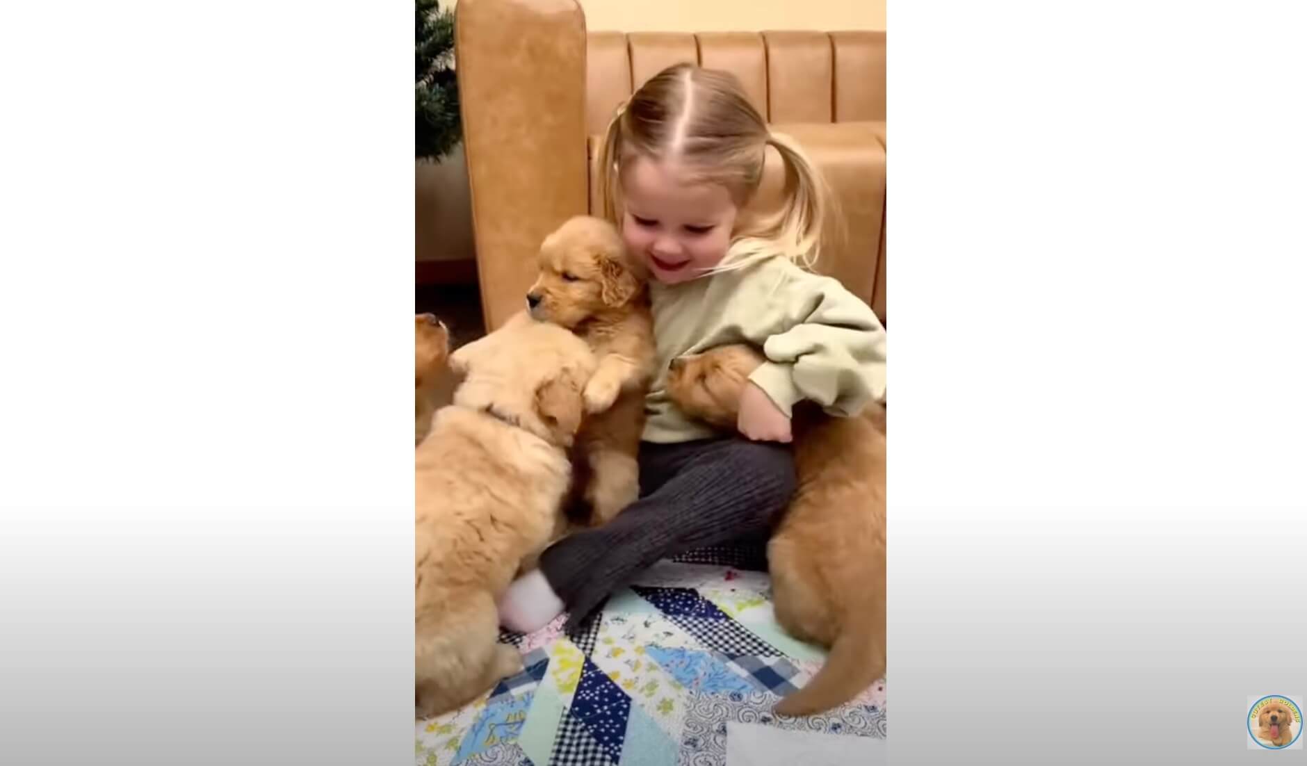 ゴールデンレトリーバー,動画