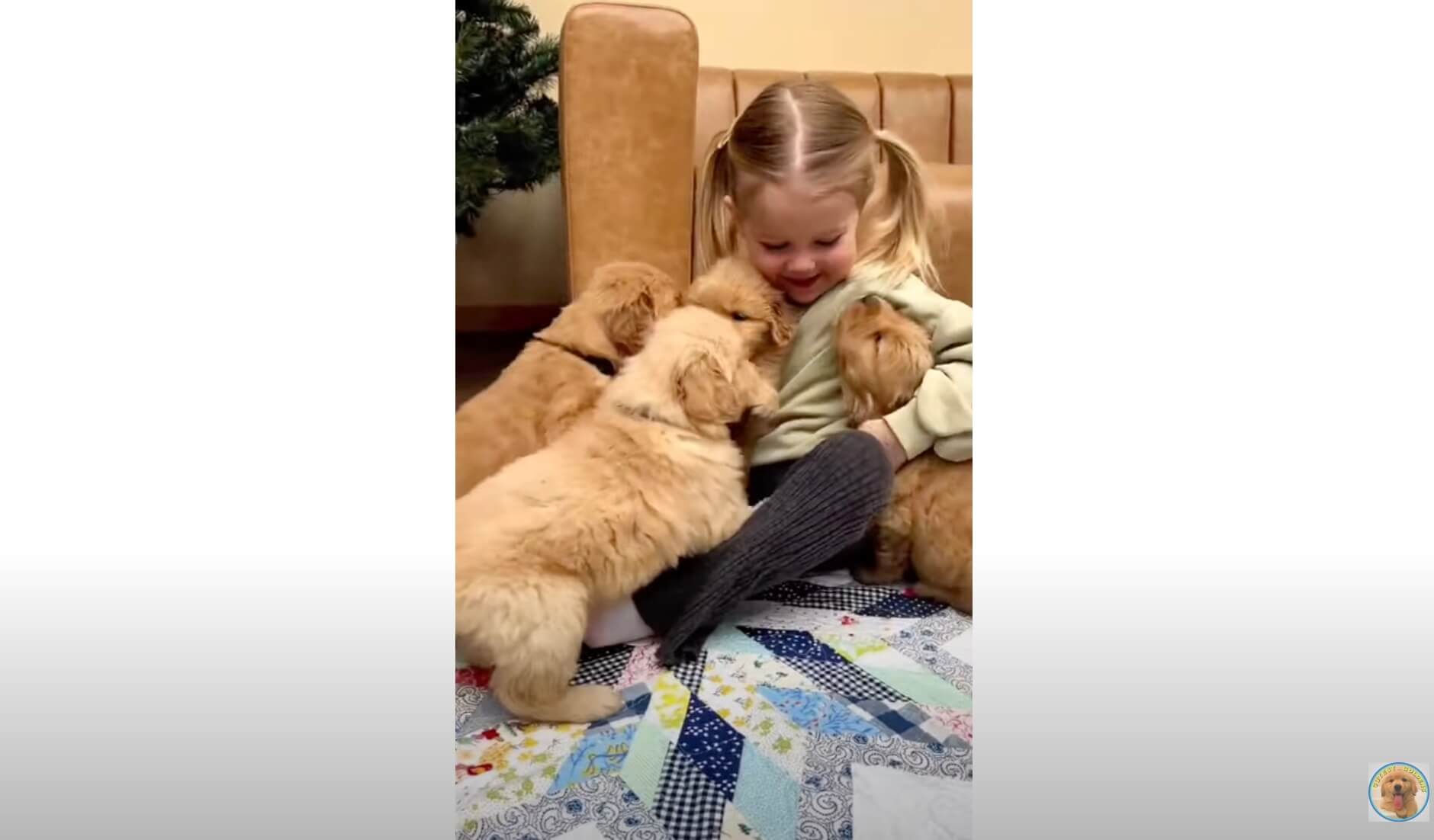 ゴールデンレトリーバー,動画