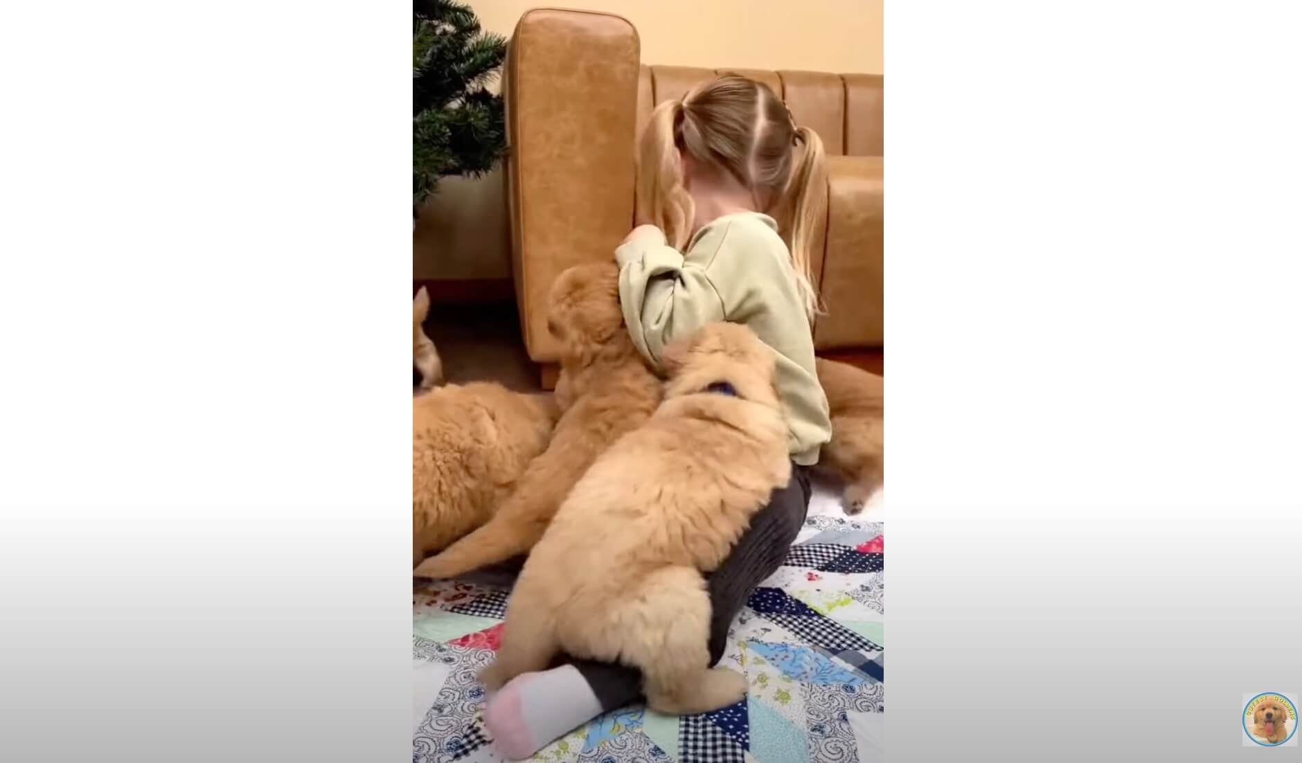 ゴールデンレトリーバー,動画