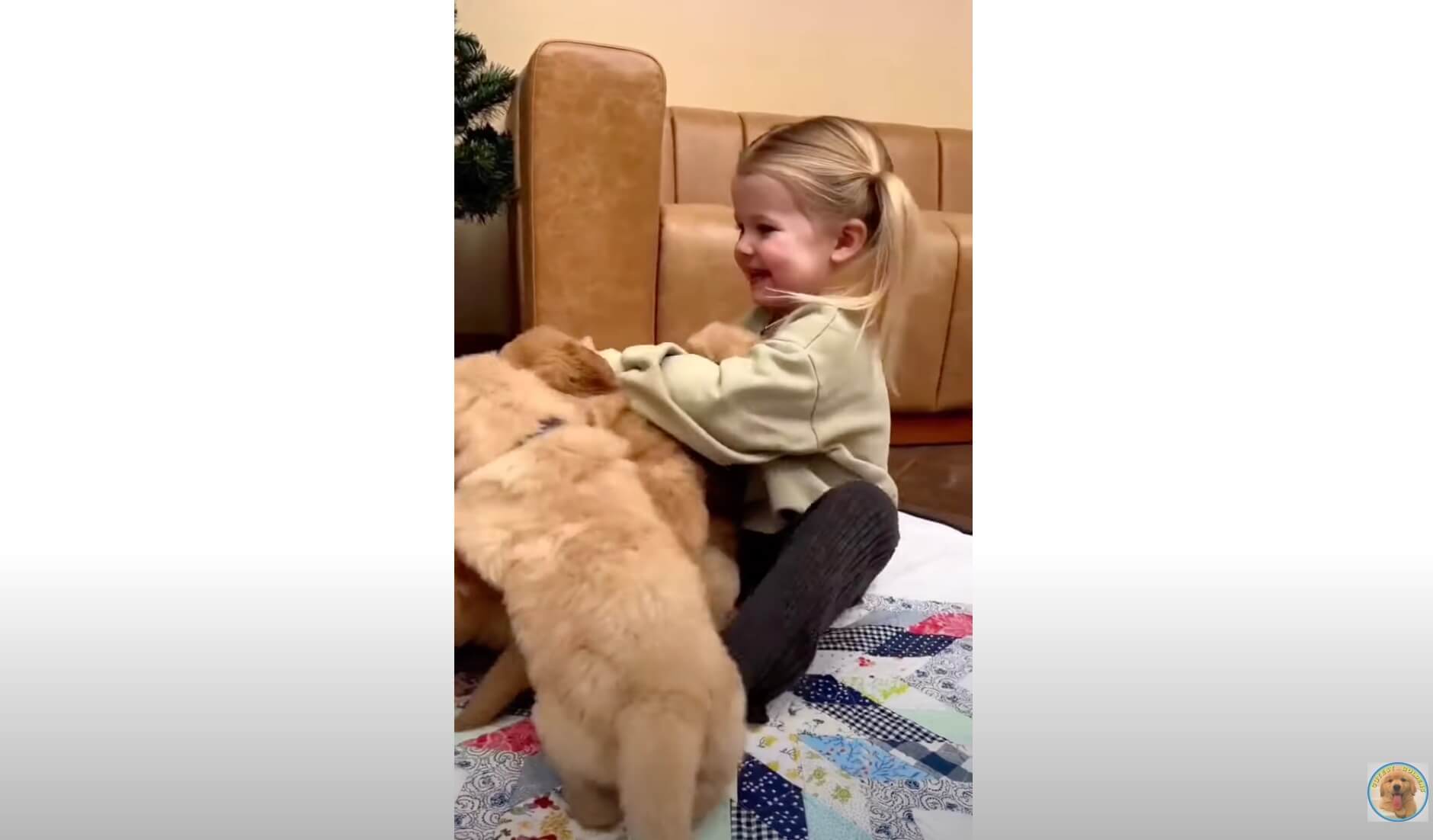 ゴールデンレトリーバー,動画