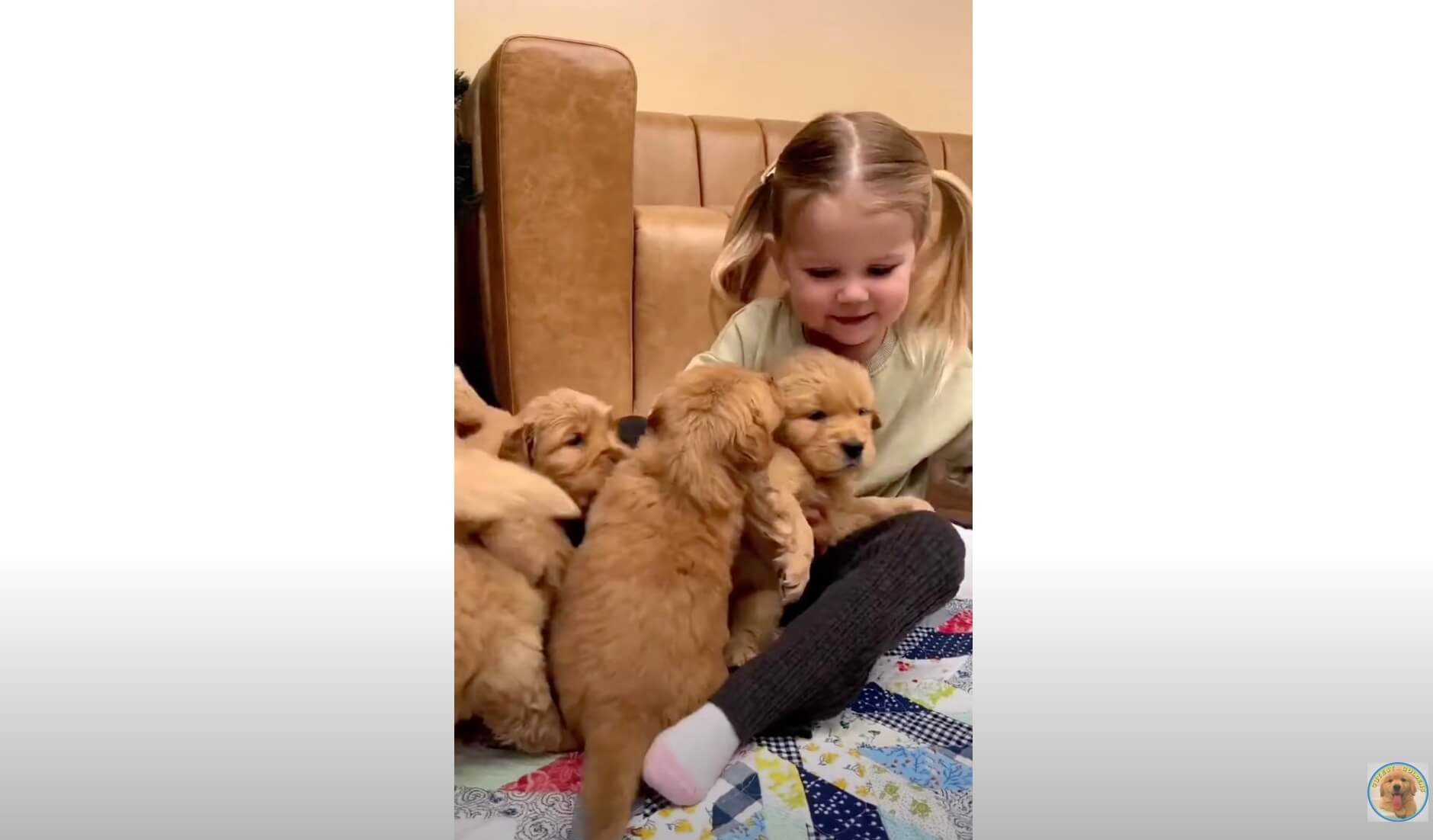 ゴールデンレトリーバー,動画