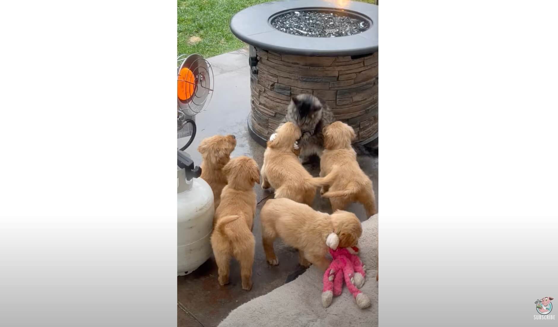 ゴールデンレトリーバー,動画