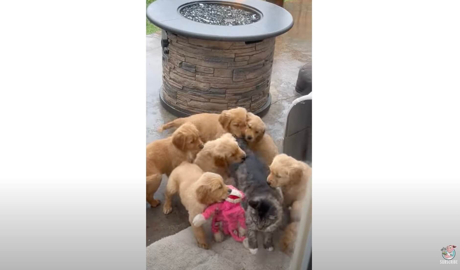 ゴールデンレトリーバー,動画