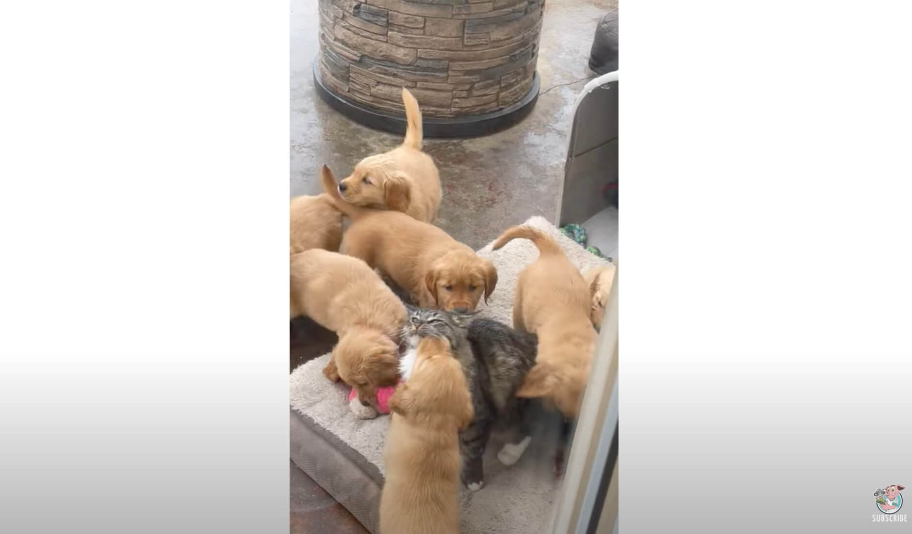 ゴールデンレトリーバー,動画