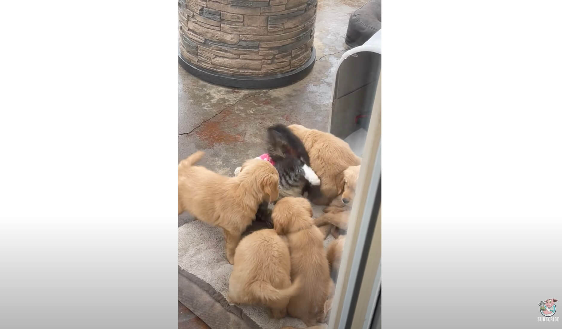 ゴールデンレトリーバー,動画