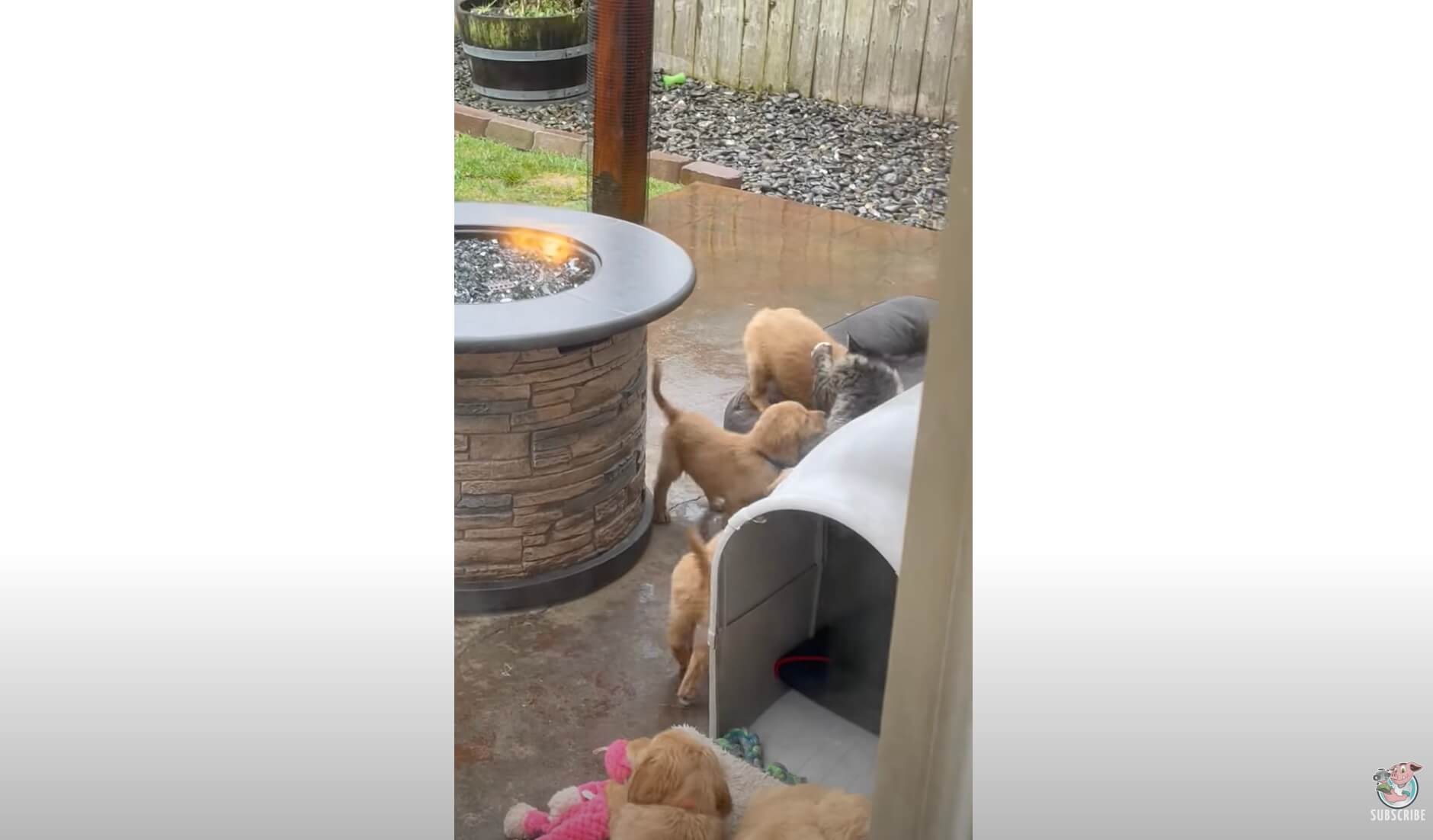 ゴールデンレトリーバー,動画