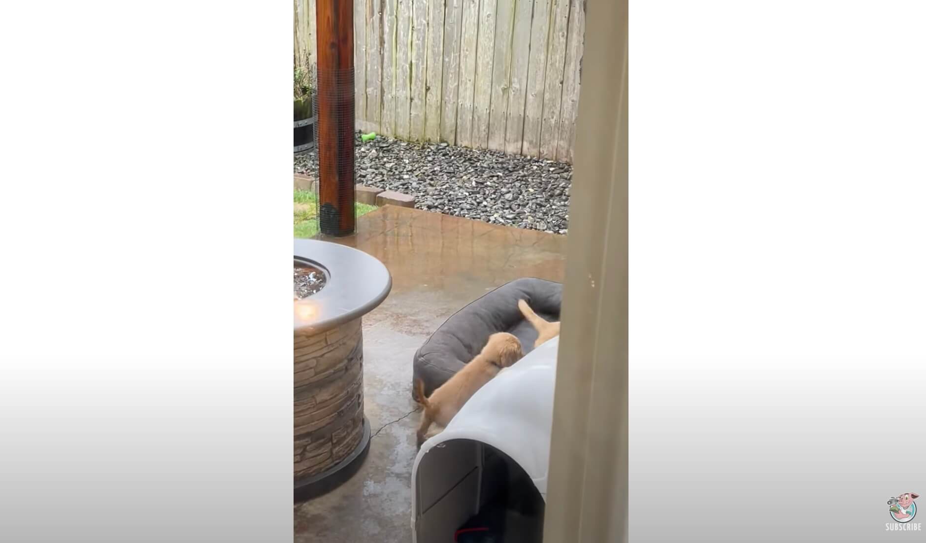 ゴールデンレトリーバー,動画