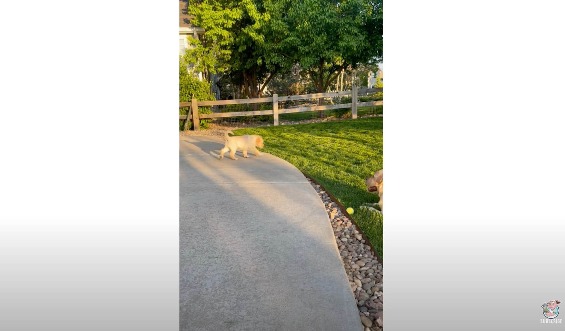 ラブラドールレトリーバー,動画