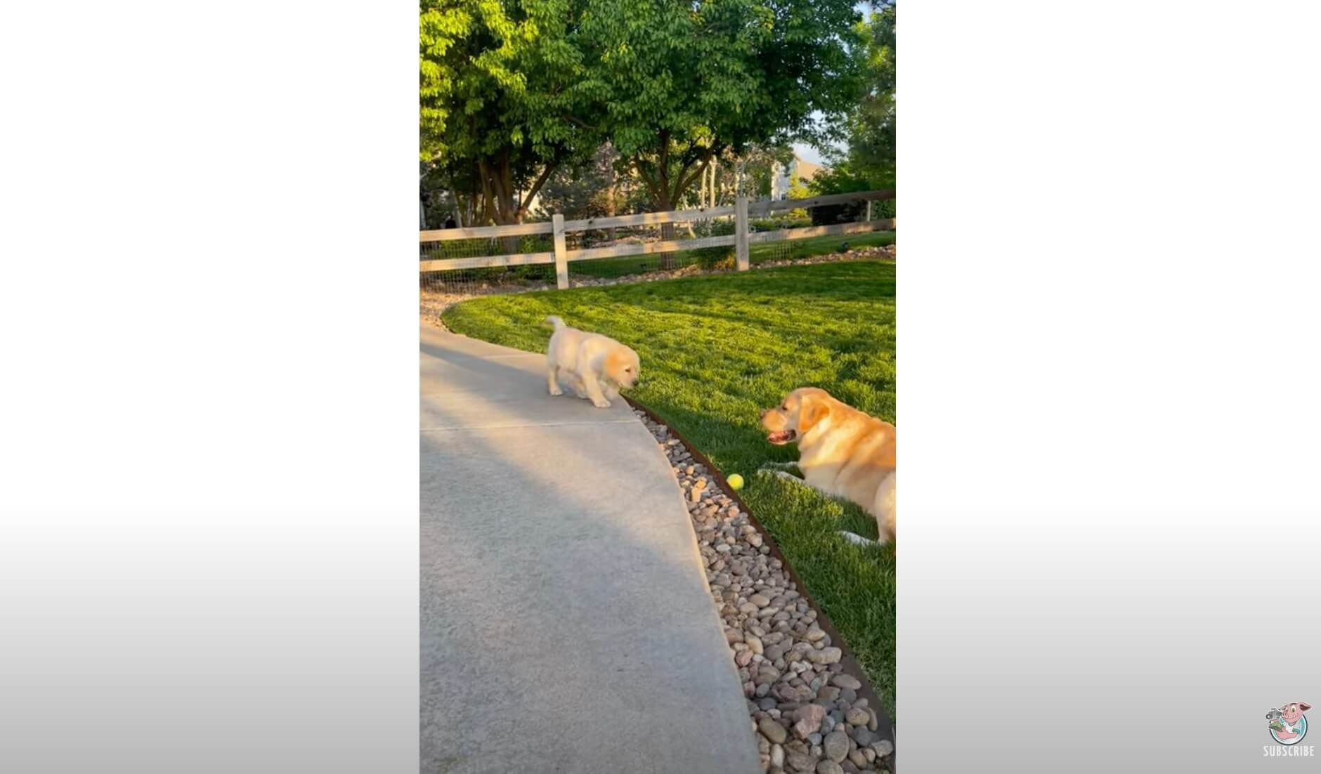 ラブラドールレトリーバー,動画