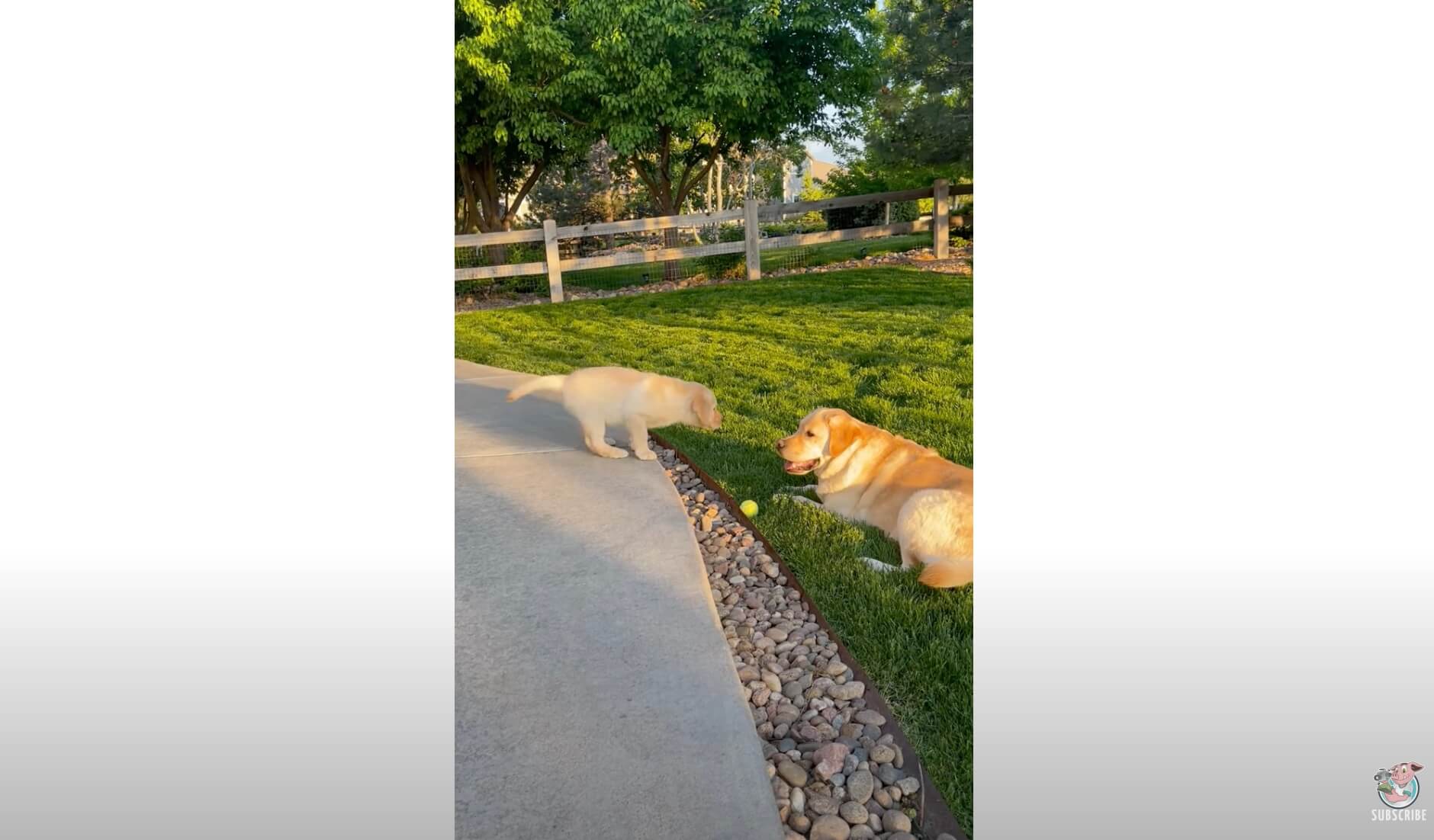 ラブラドールレトリーバー,動画