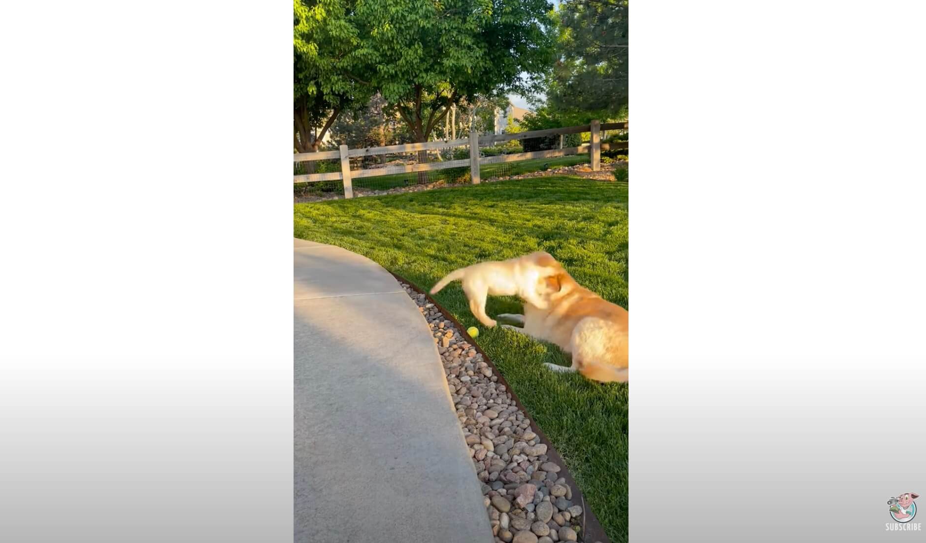 ラブラドールレトリーバー,動画