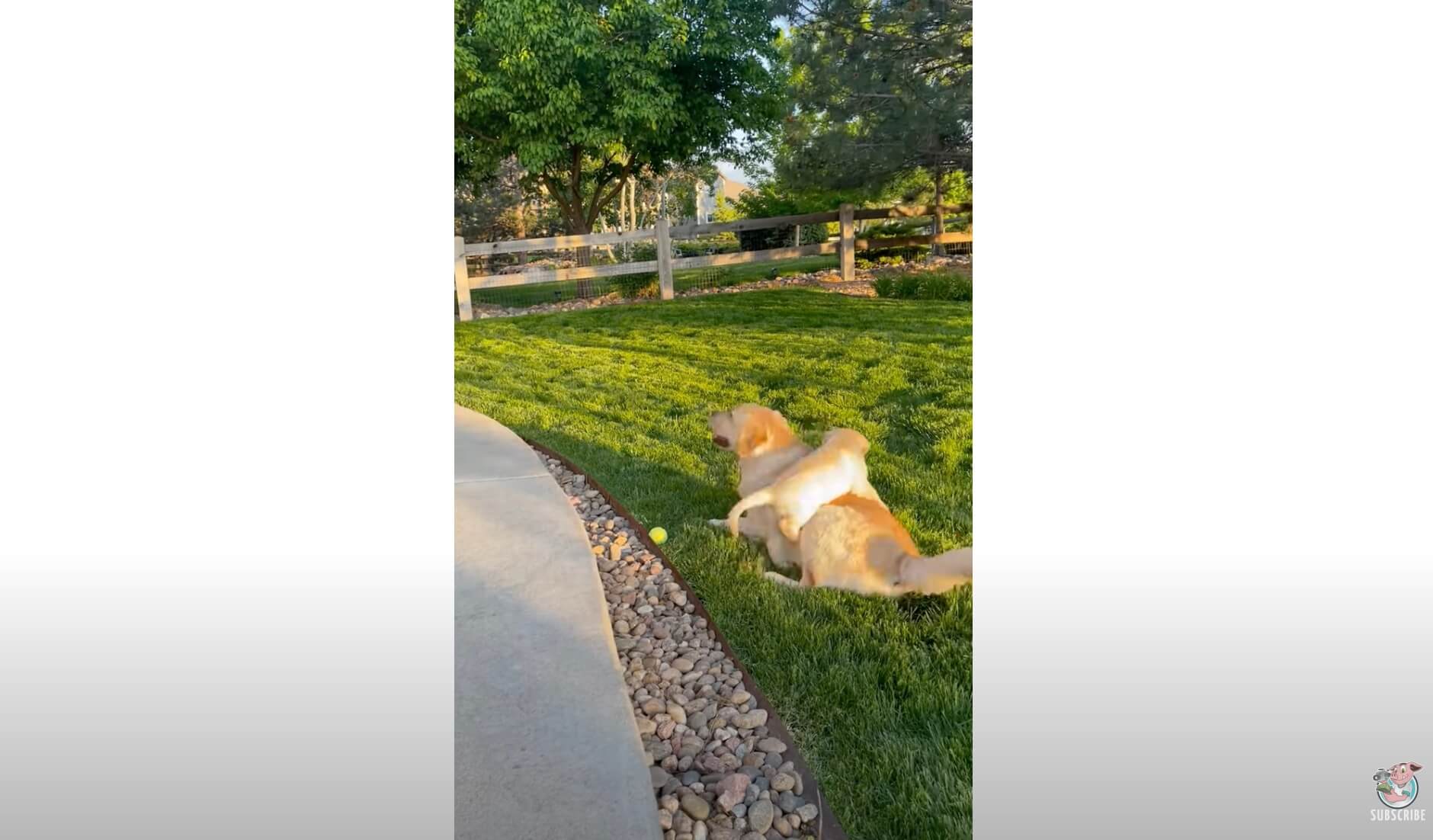 ラブラドールレトリーバー,動画