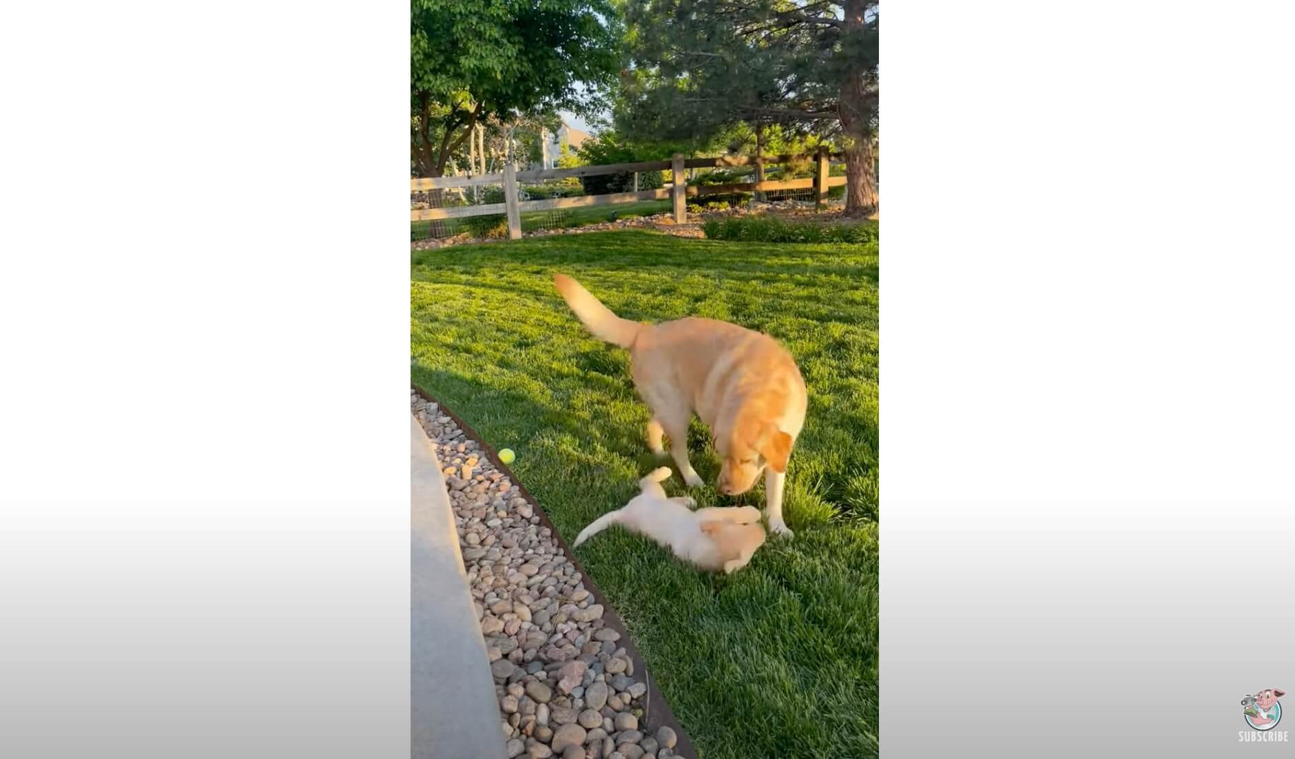 ラブラドールレトリーバー,動画