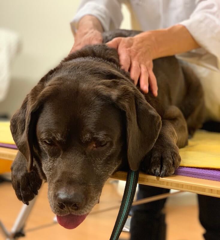 マッサージ中のラブ