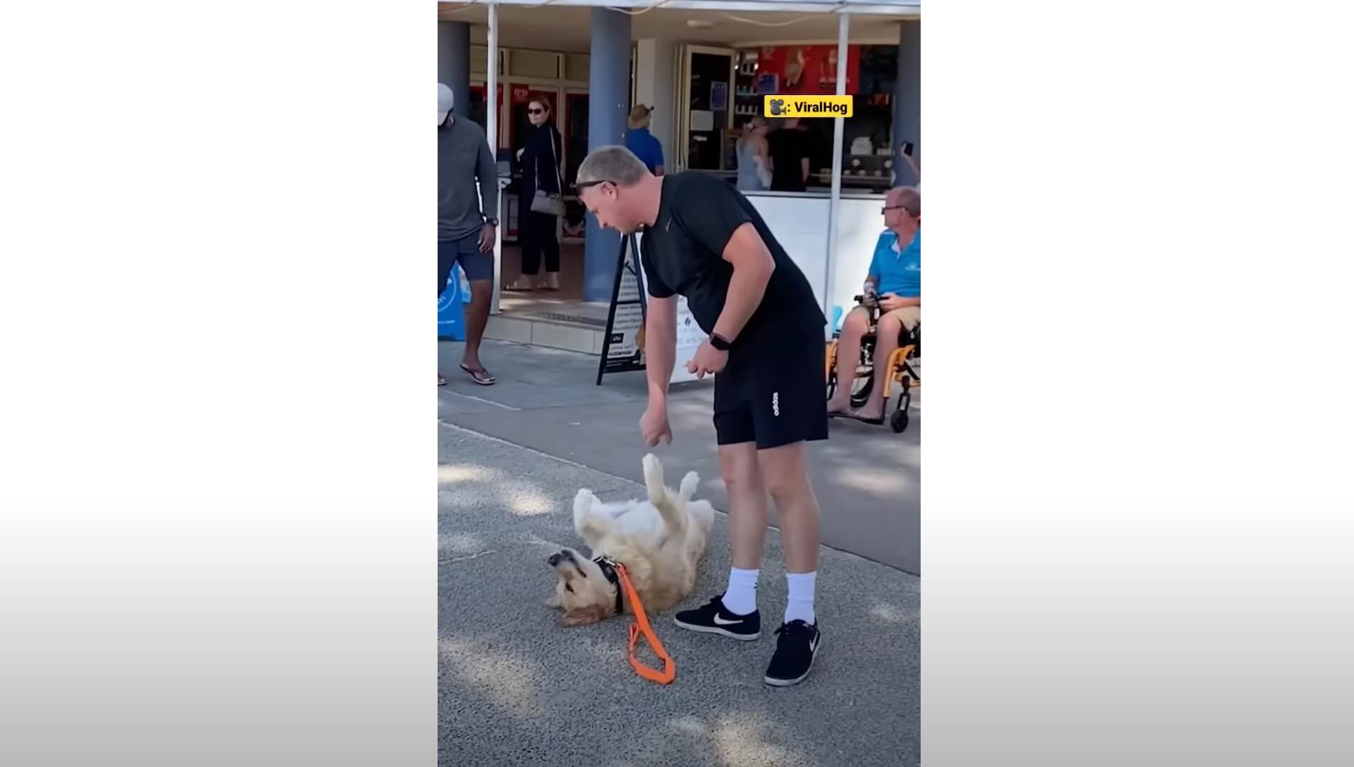 ゴールデンレトリーバー,動画