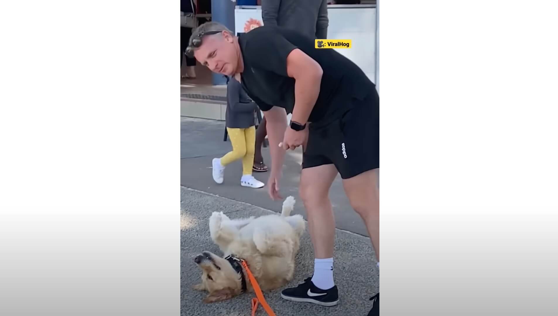 ゴールデンレトリーバー,動画