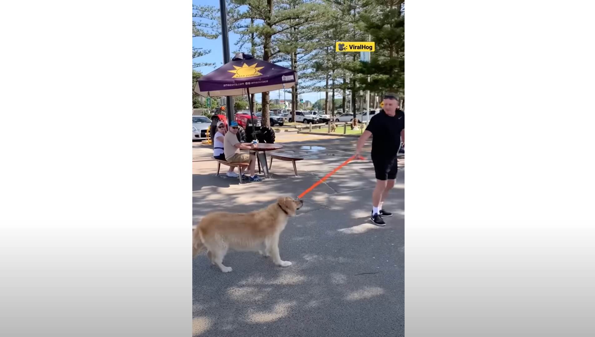 ゴールデンレトリーバー,動画