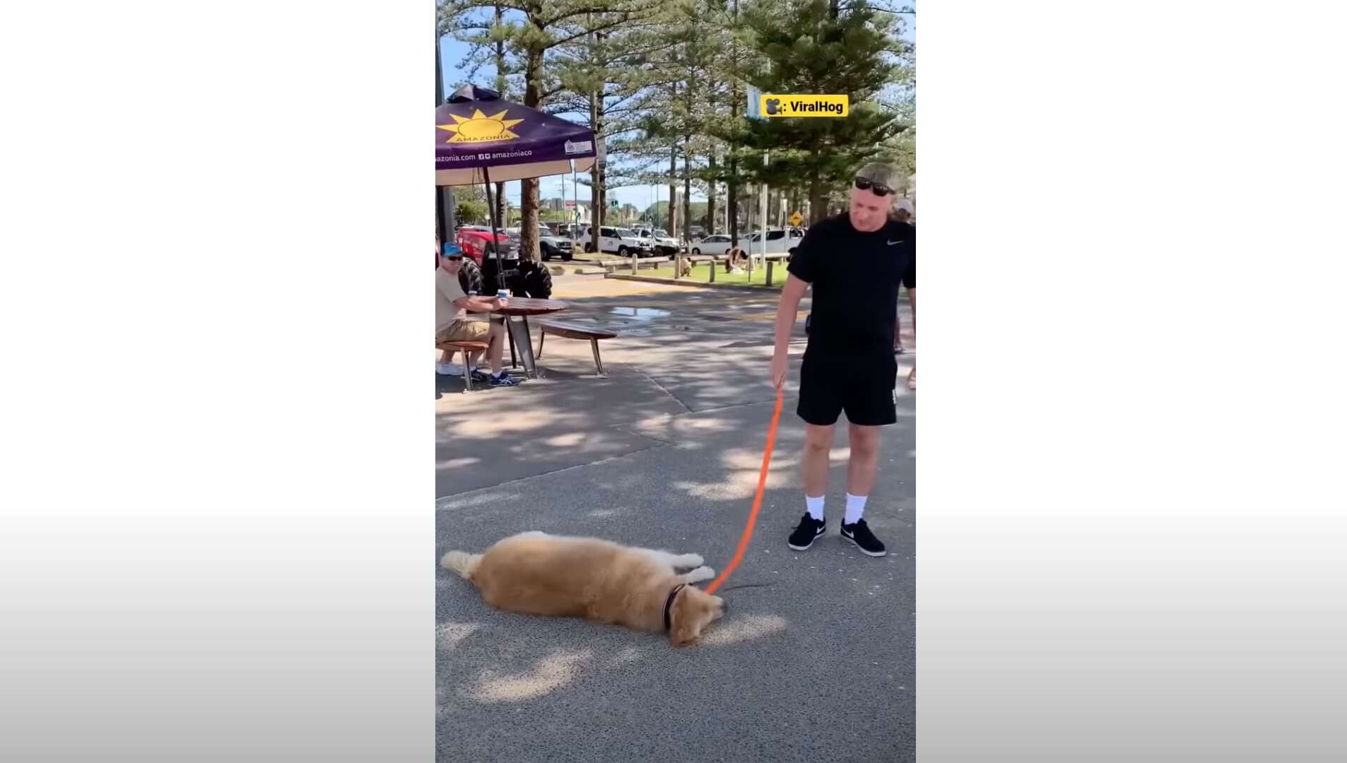 ゴールデンレトリーバー,動画