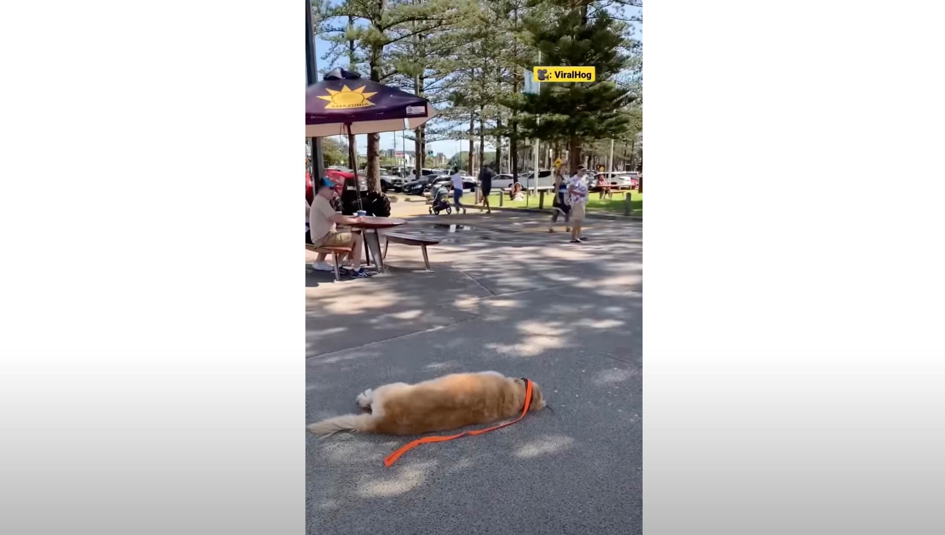 ゴールデンレトリーバー,動画