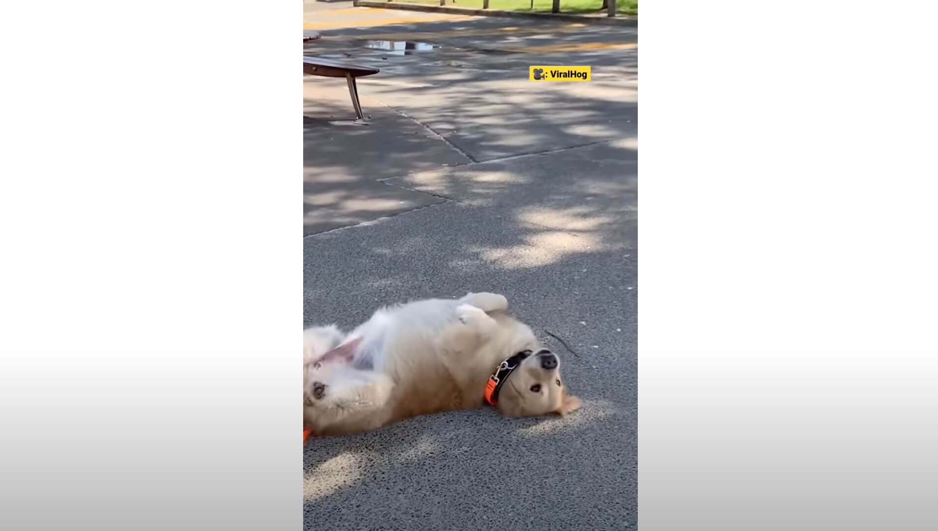 ゴールデンレトリーバー,動画