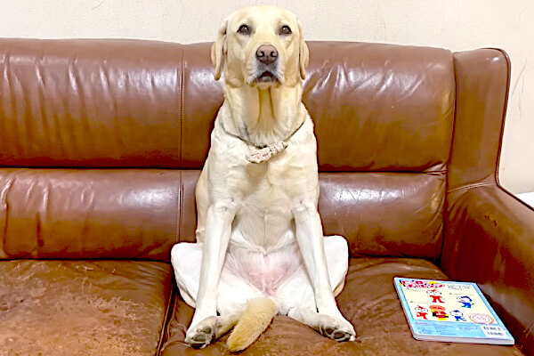 二度見した】美しい姿勢でソファに腰掛けるラブラドールから気品を感じ