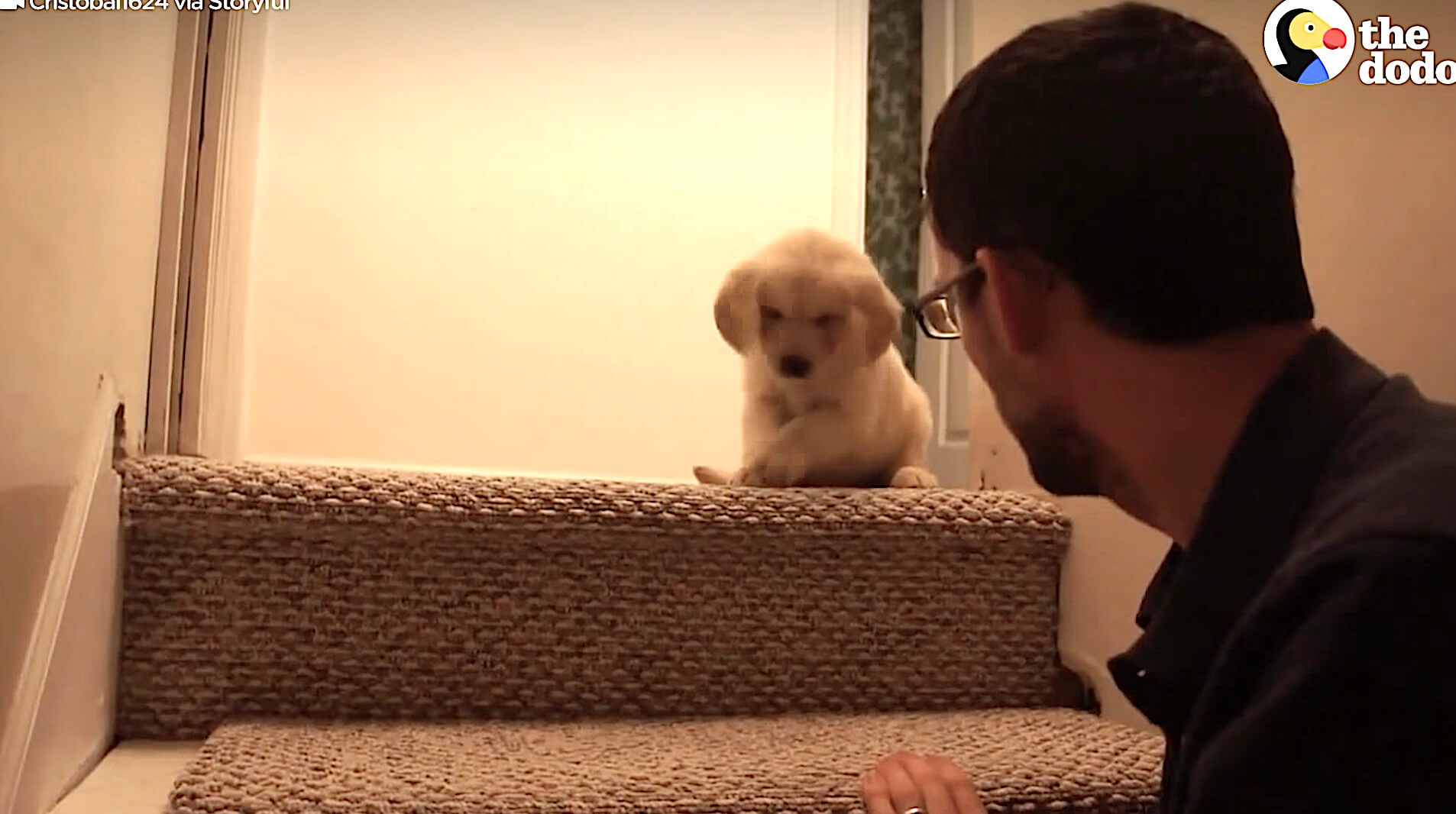 ゴールデンレトリーバー,動画